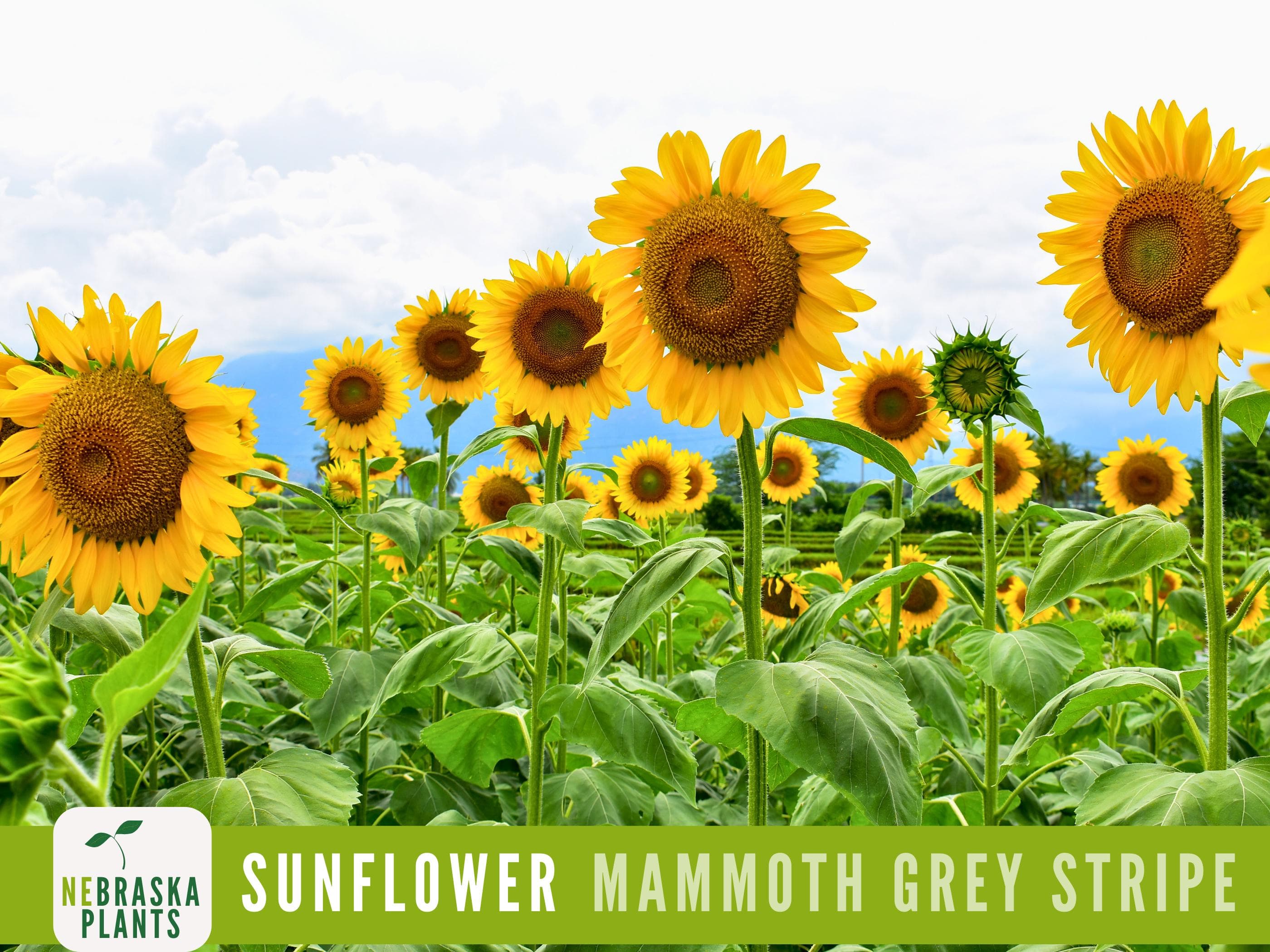 Sunflower Seeds - Mammoth Grey Striped Heirloom Sunflower Seeds