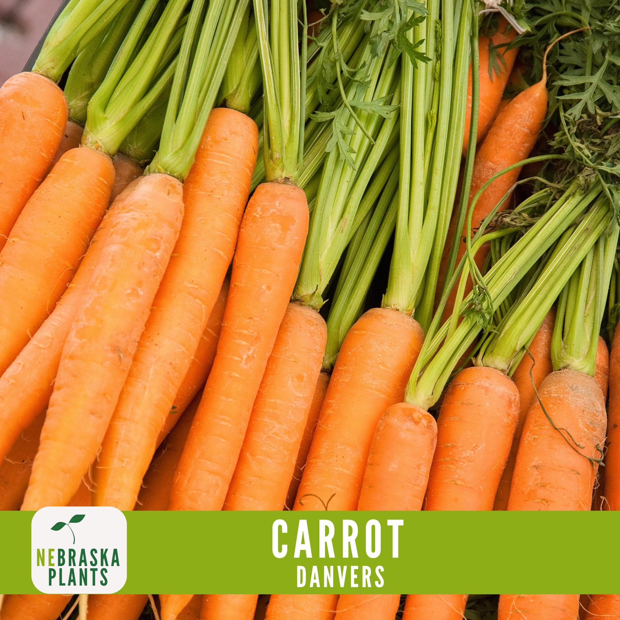Carrot Seeds- Danvers Heirloom Carrot Seeds - image 2