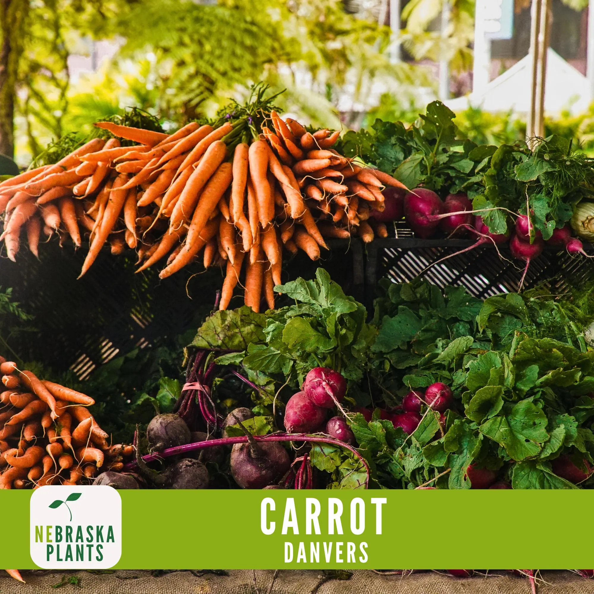Carrot Seeds- Danvers Heirloom Carrot Seeds - image 3