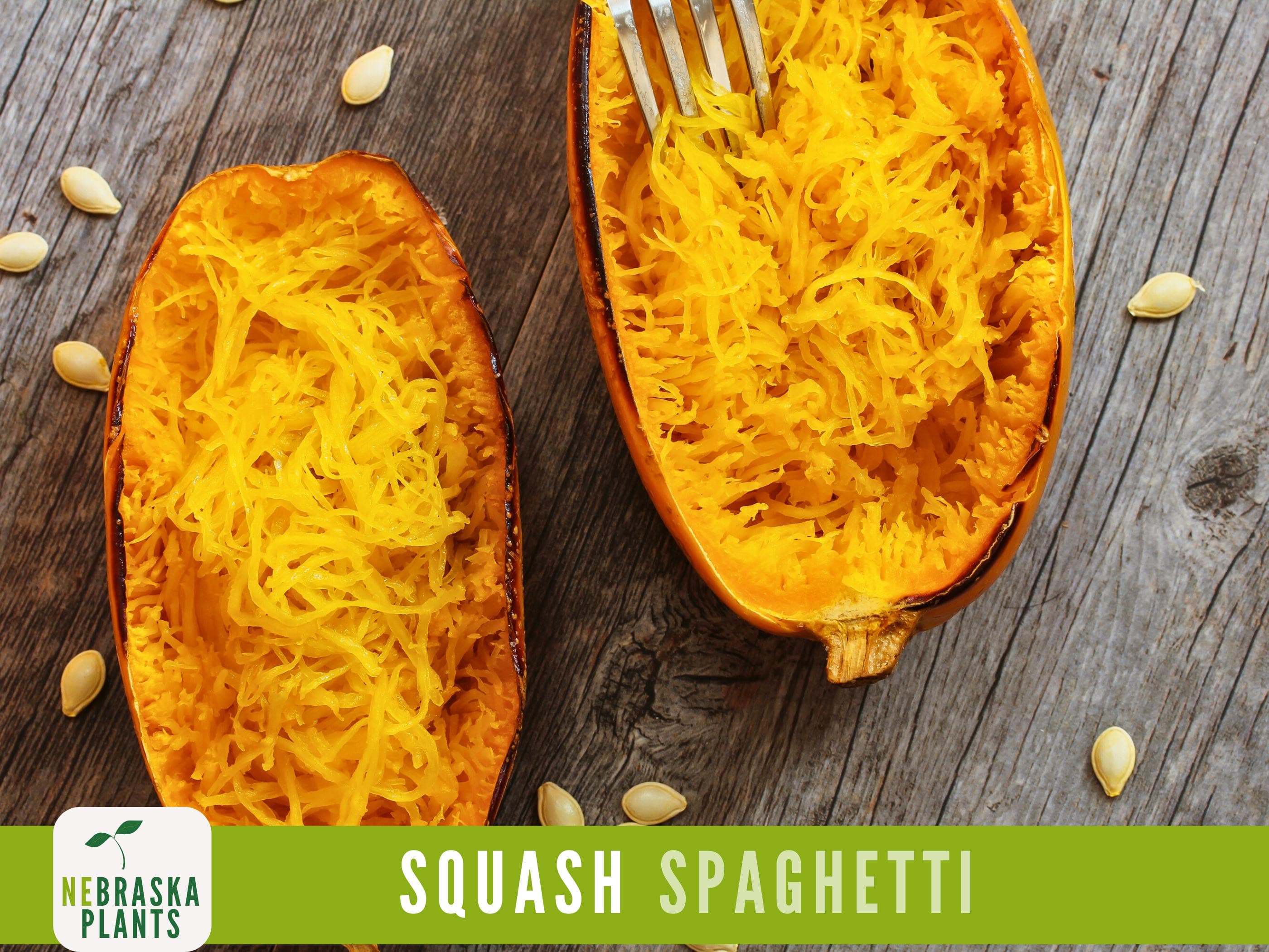 Spaghetti Squash Seeds - Winter Spaghetti Squash Heirloom Seeds