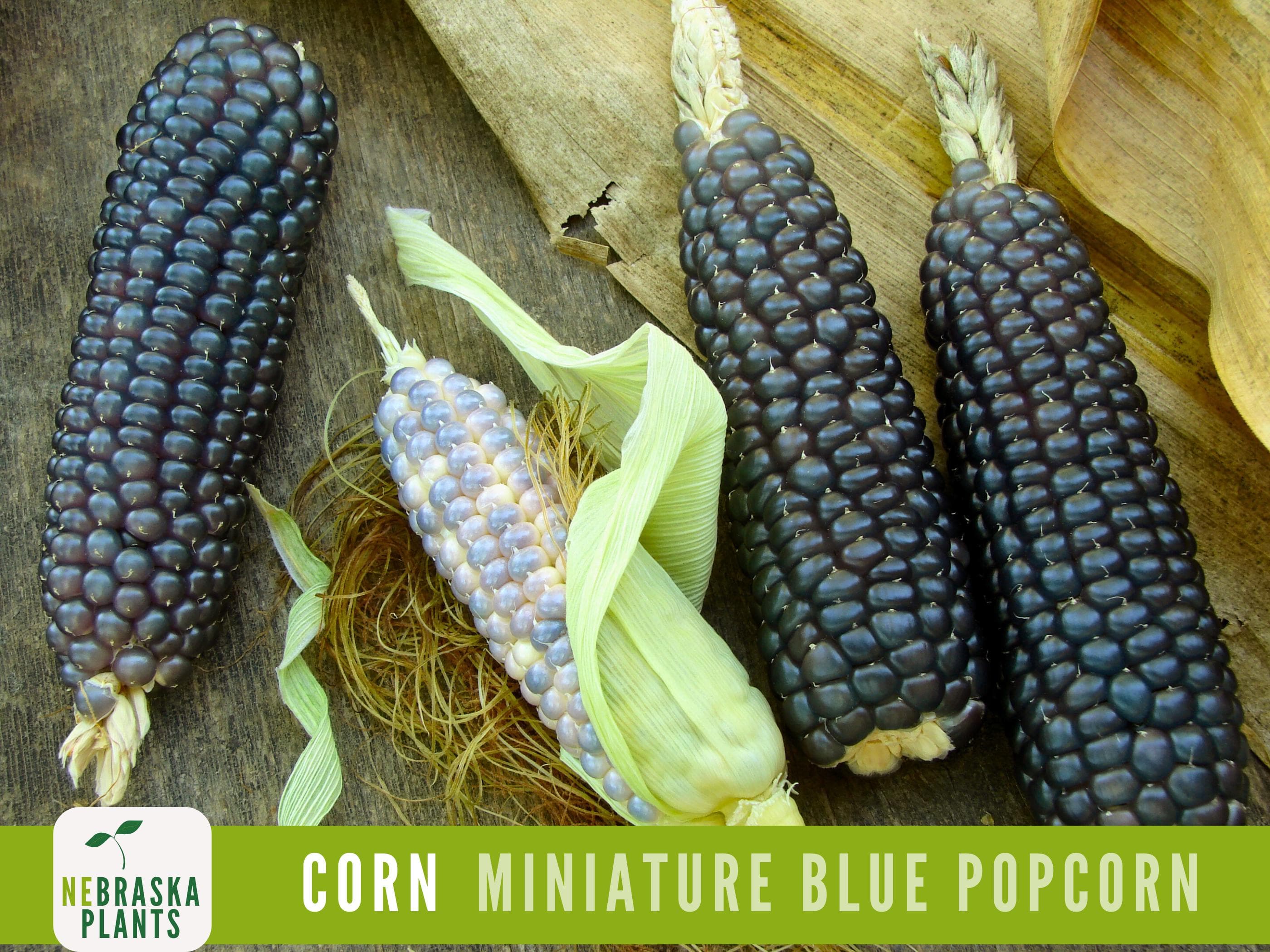 Rare Miniature Blue Popcorn Seeds - Grow Unique Heirloom Popcorn Seeds in your own Backyard!
