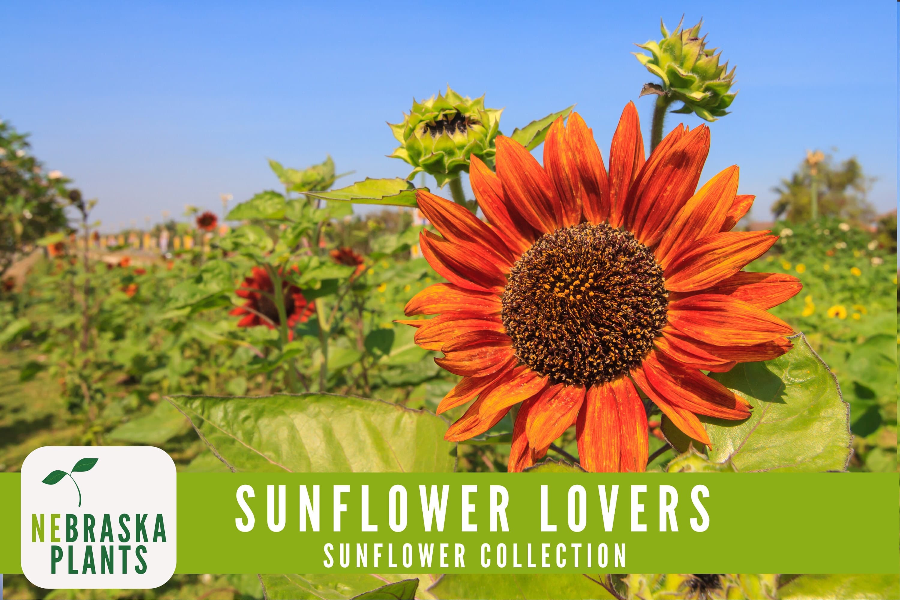 Sunflower Lovers Collection - 4 Heirloom Sunflower Seed Varieties - image 5