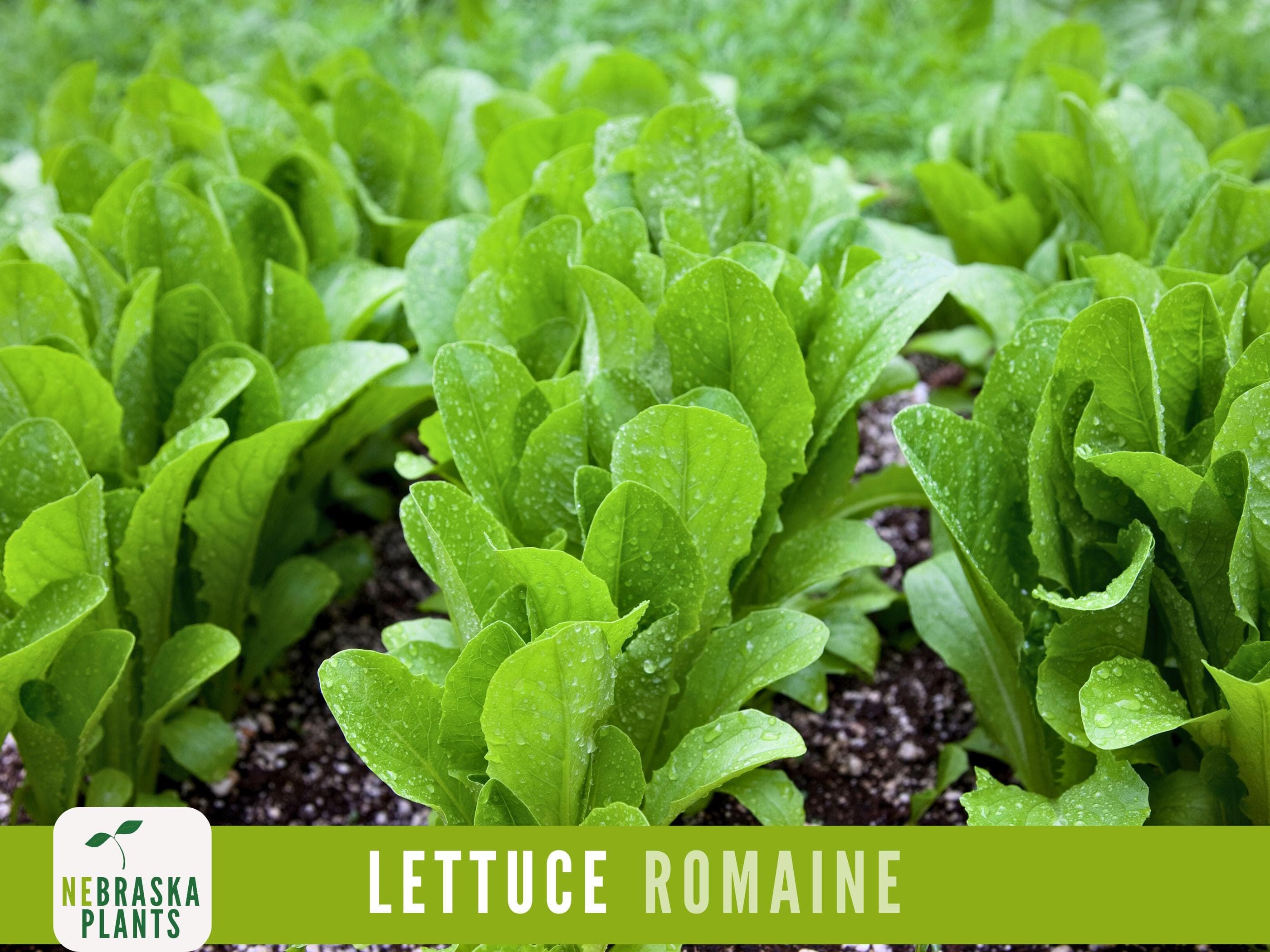 Romaine Lettuce Seeds - Heirloom Romaine Lettuce Garden Seeds - image 3