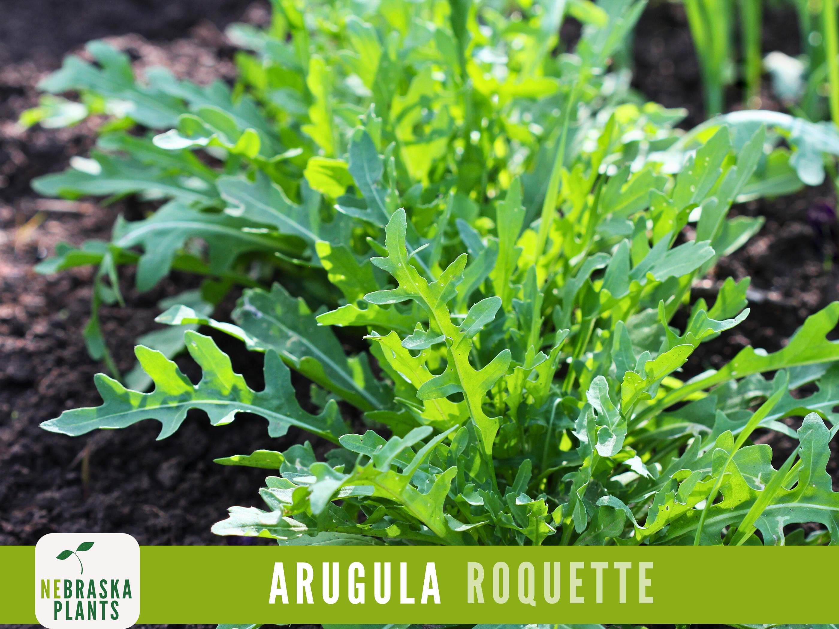 Arugula Seeds - Roquette Arugula Heirloom Seeds