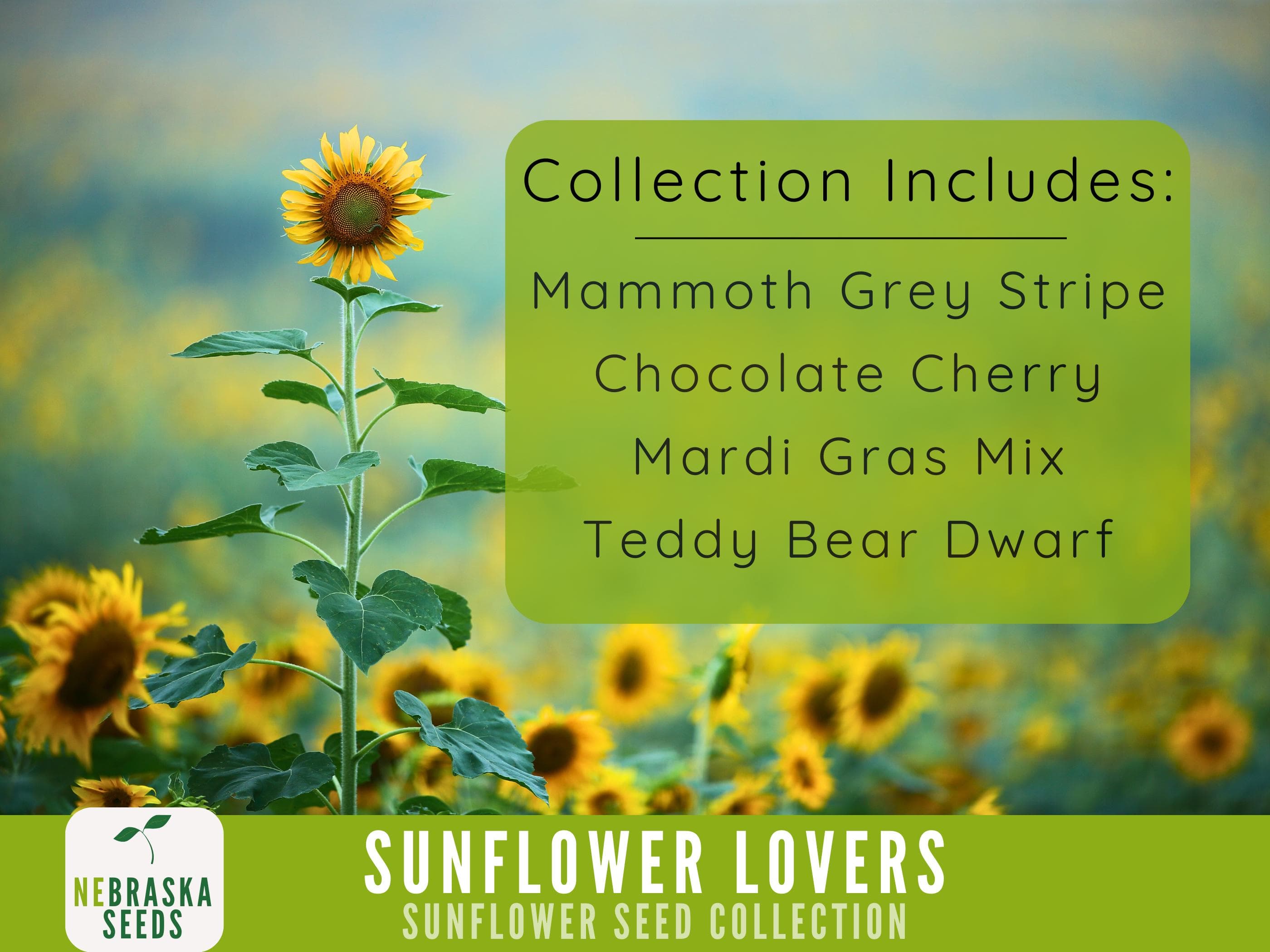 Sunflower Lovers Collection - 4 Heirloom Sunflower Seed Varieties - image 3