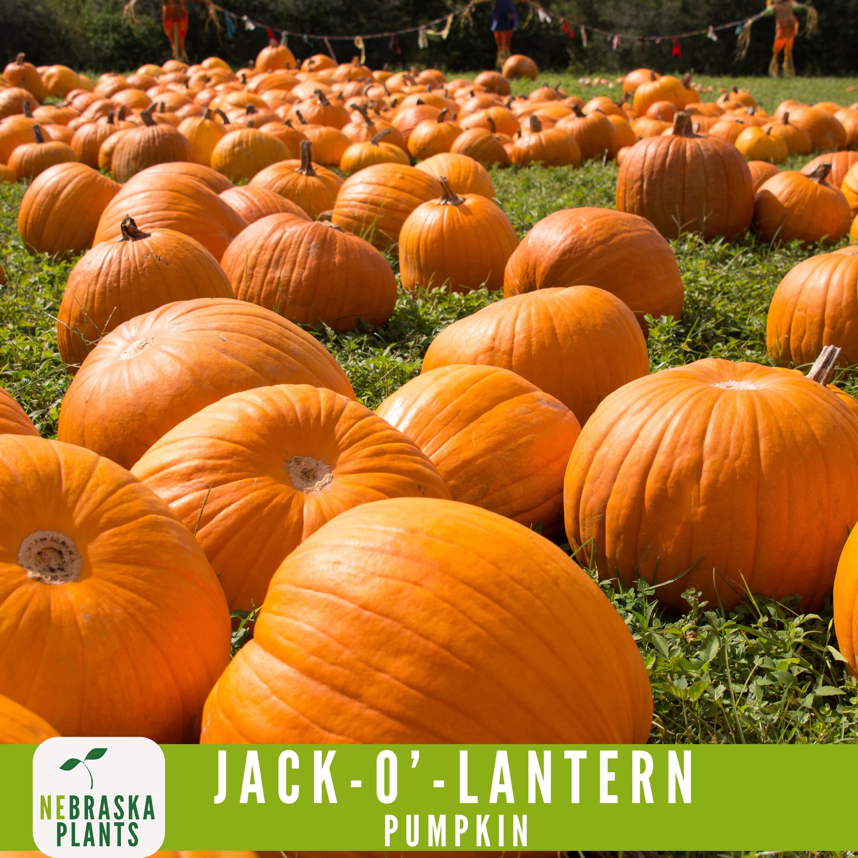 Halloween Pumpkin Seeds - Heirloom Jack-O'-Lantern Pumpkin Seeds Perfect for a Spooky Harvest! - image 3