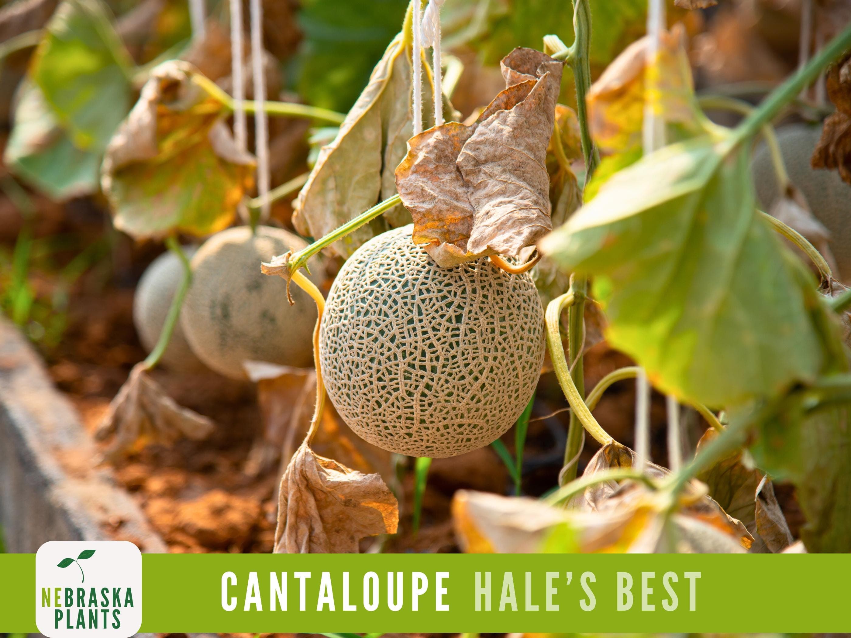 Hale's Best Cantaloupe Seeds - Jumbo Heirloom Cantaloupe Seeds - image 5