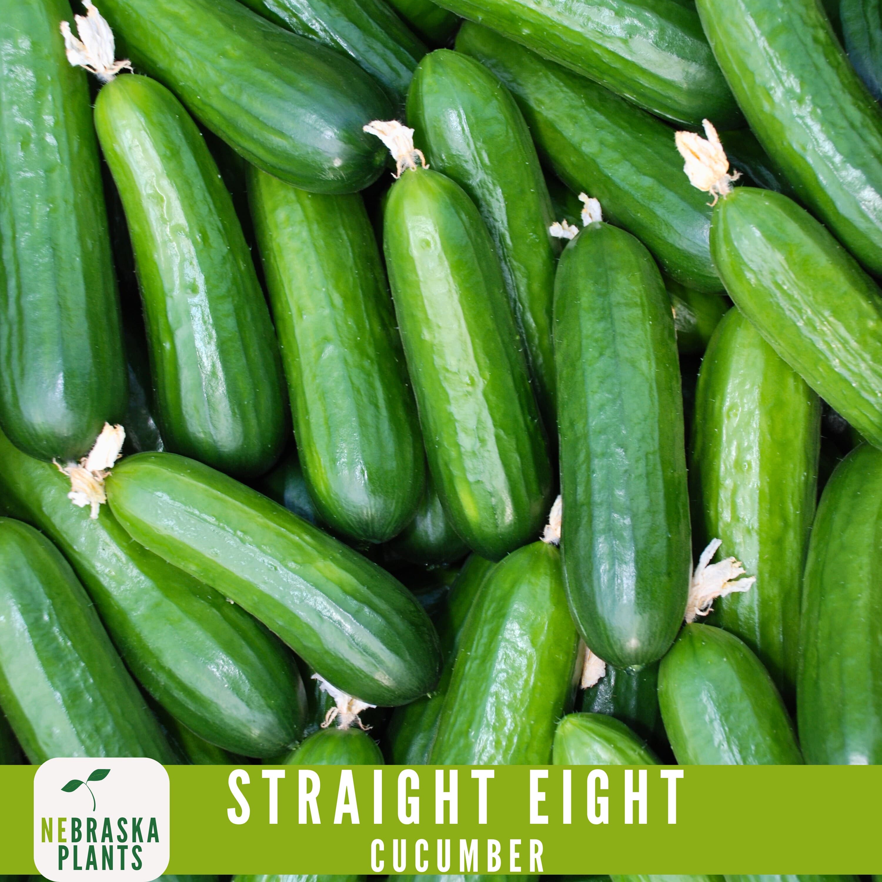Straight Eight Cucumber Seeds - Crisp and Flavorful Heirloom Cucumbers for you Home Garden! - image 4
