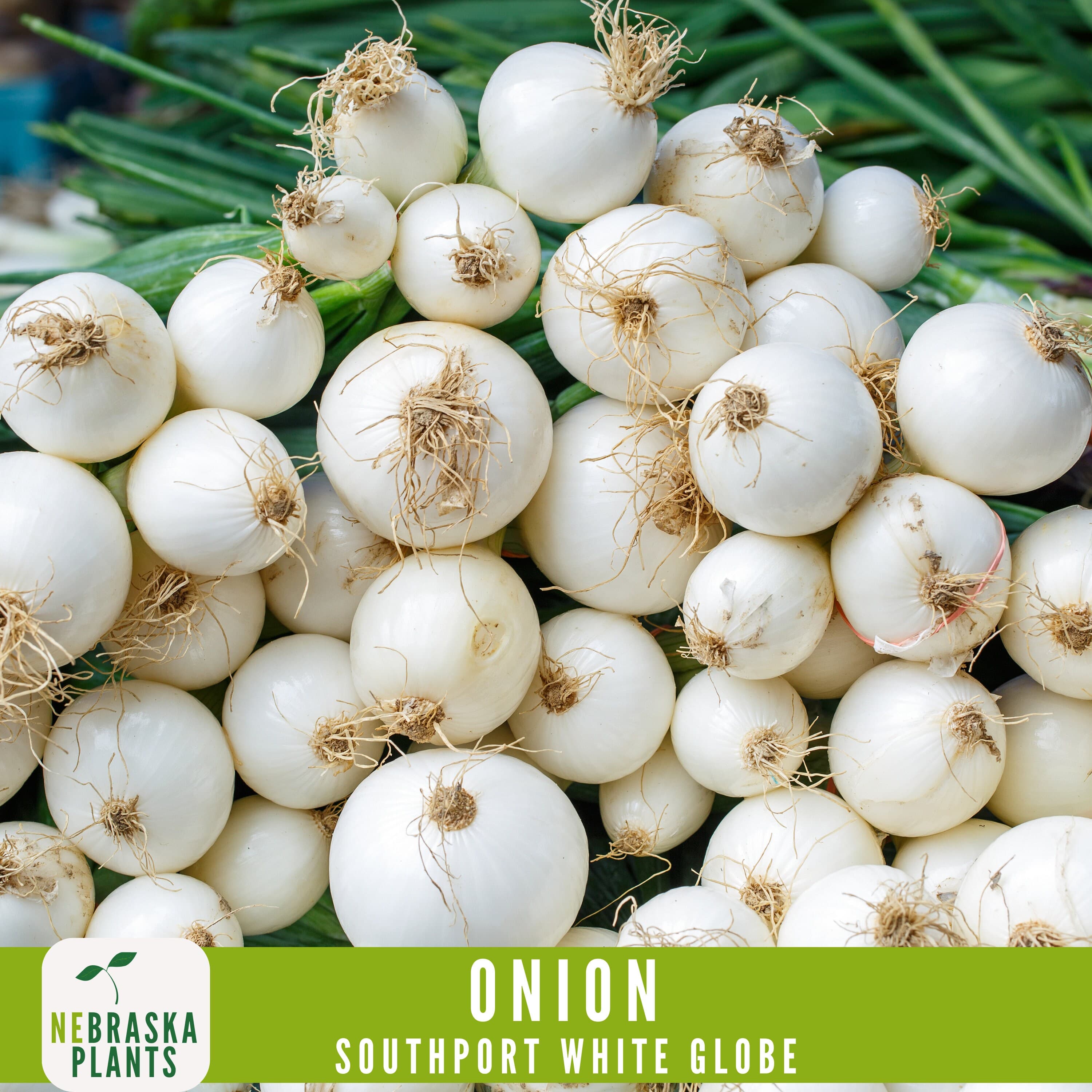 Premium Southport White Globe Heirloom Onion Seeds - Crisp, Flavorful, and Easy to Grow for Your Home Garden - image 4