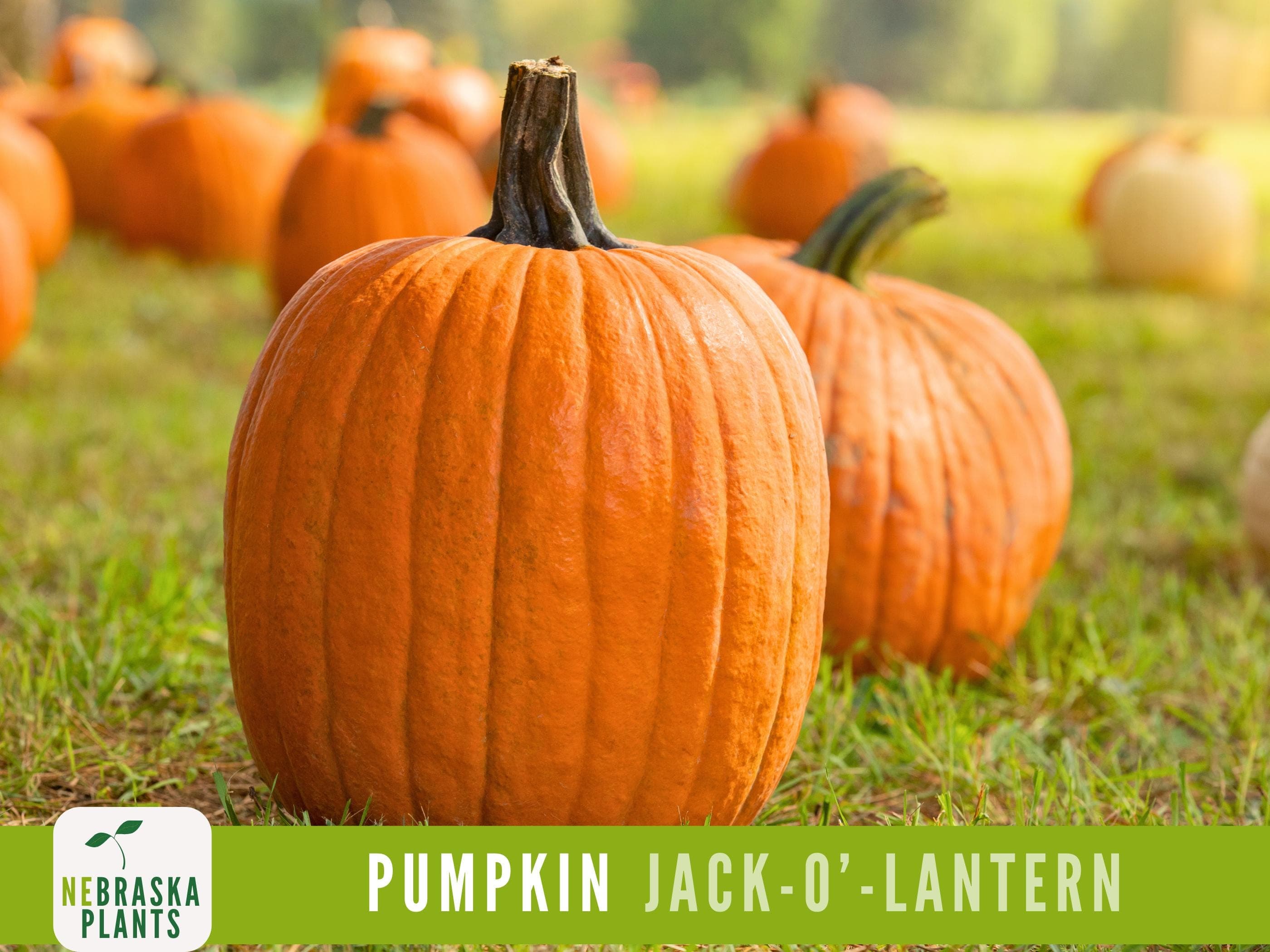 Halloween Pumpkin Seeds - Heirloom Jack-O'-Lantern Pumpkin Seeds Perfect for a Spooky Harvest!