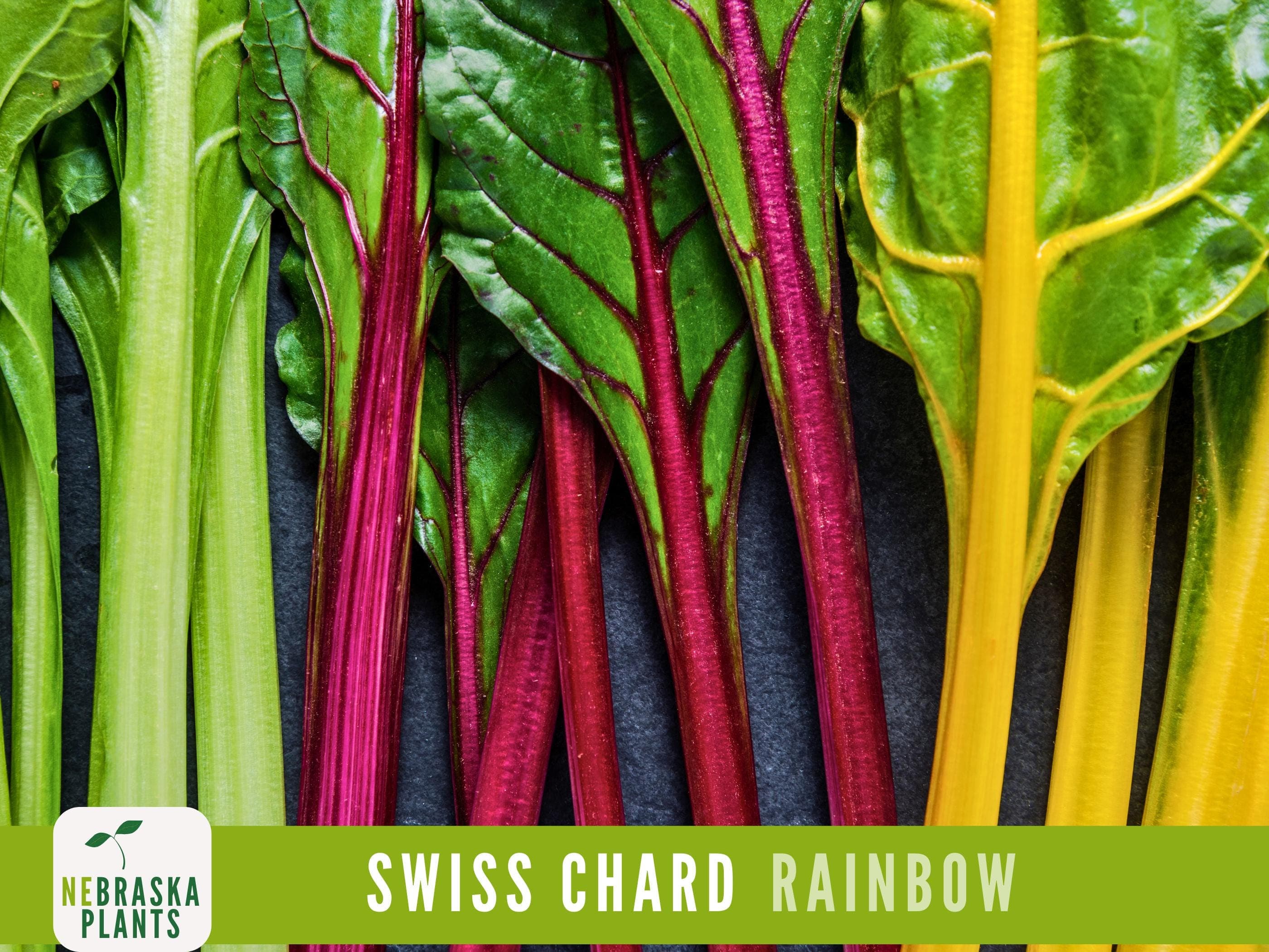 Swiss Chard Seeds - Rainbow Swiss Chard Heirloom Seeds - image 3