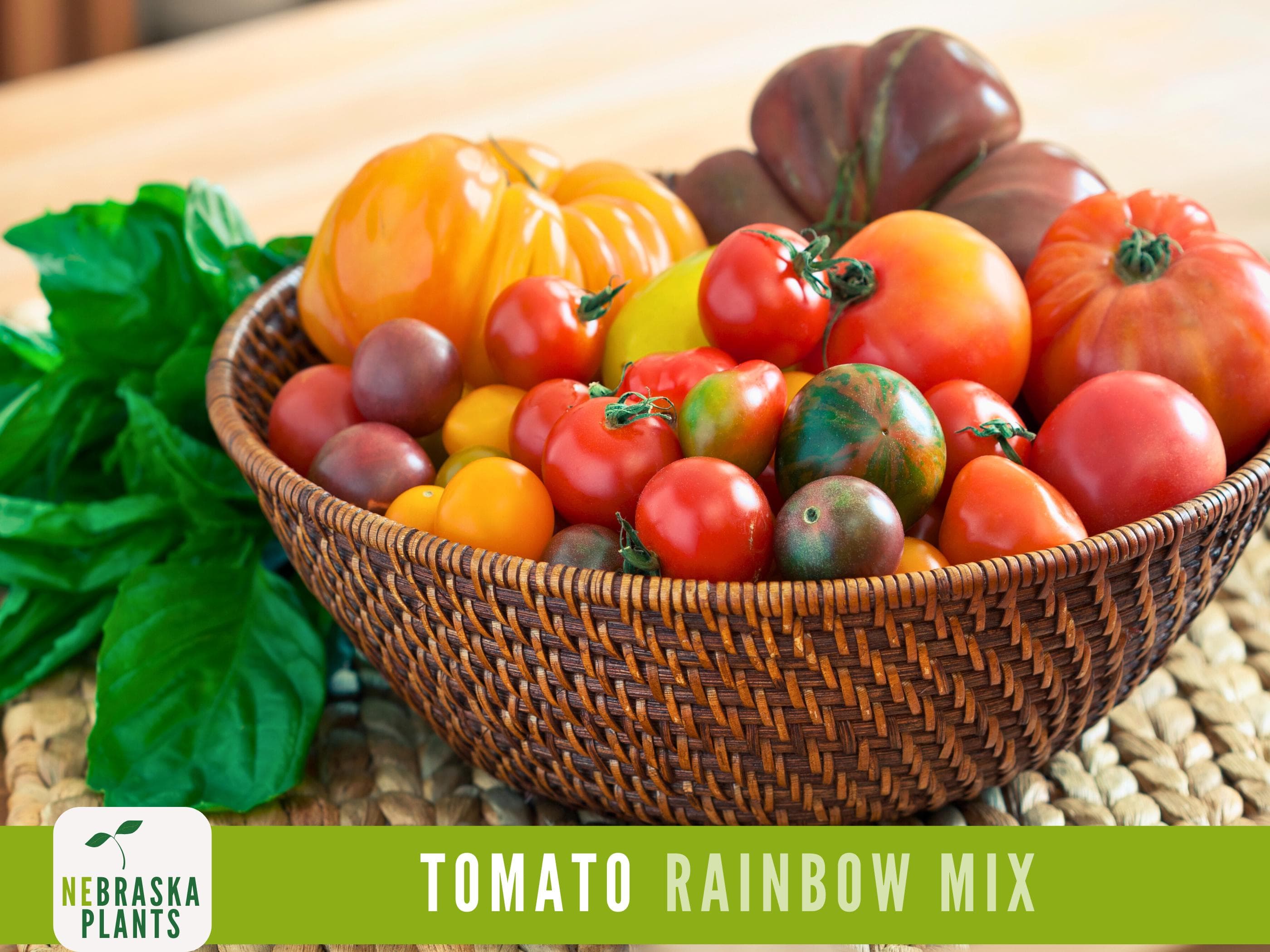 Rainbow Tomato Seeds -  Heirloom Rainbow Tomato Seed Mix - image 3