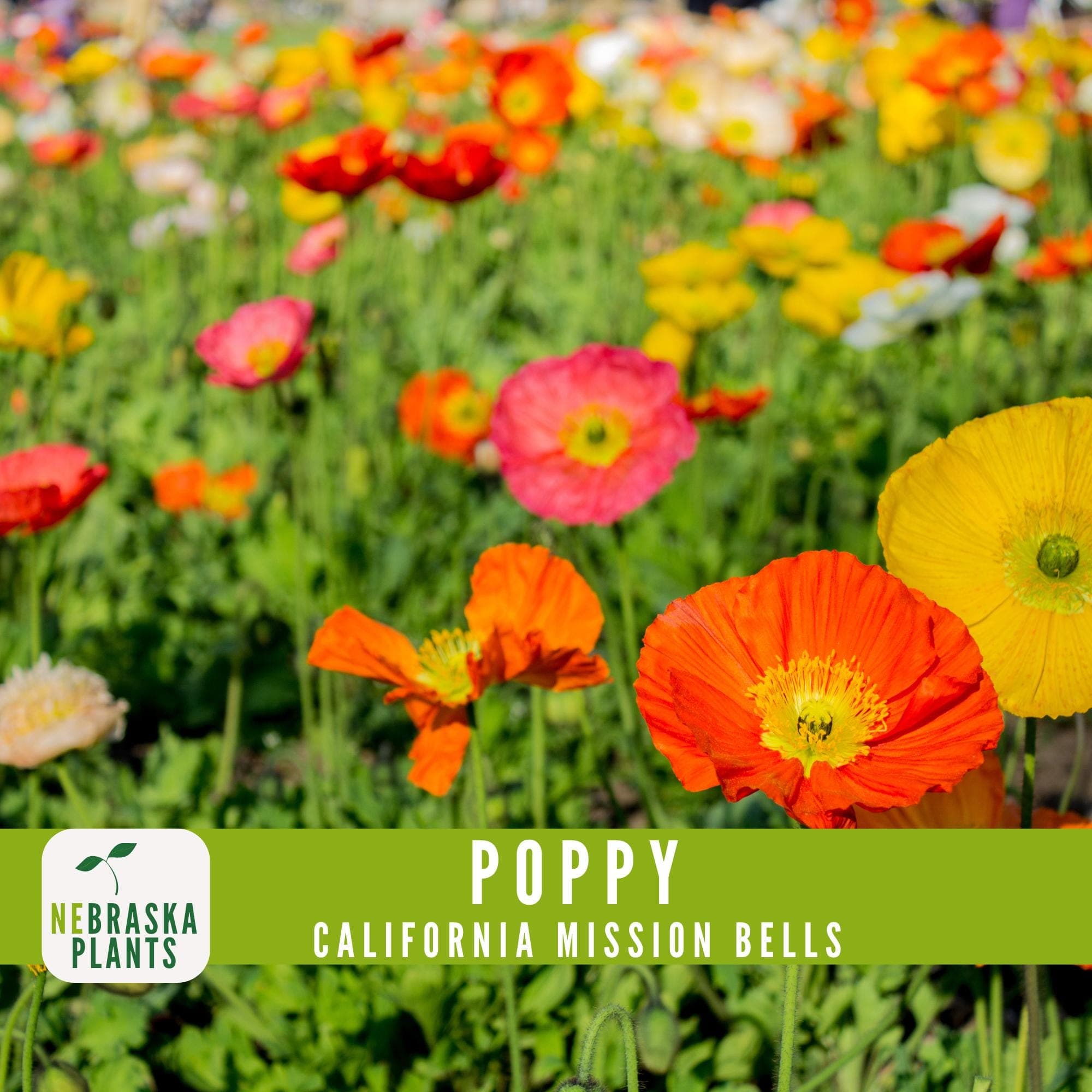 Heirloom California Mission Bells poppy seeds for vibrant, multicolored wildflowers