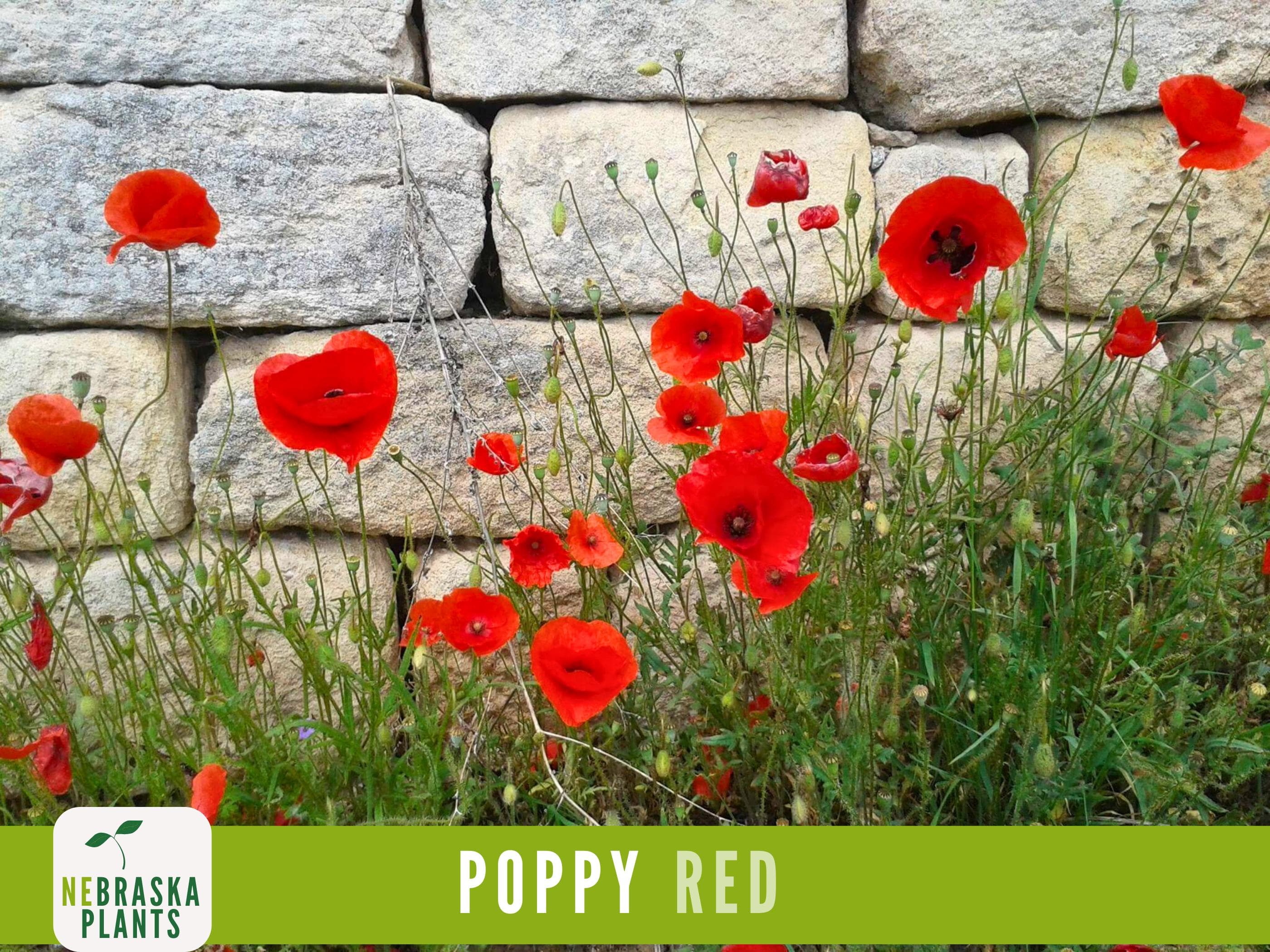 Red Poppy Seeds | Heirloom Wildflower | Classic Pollinator-Friendly Flowers for Gardens, Meadows or Containers!