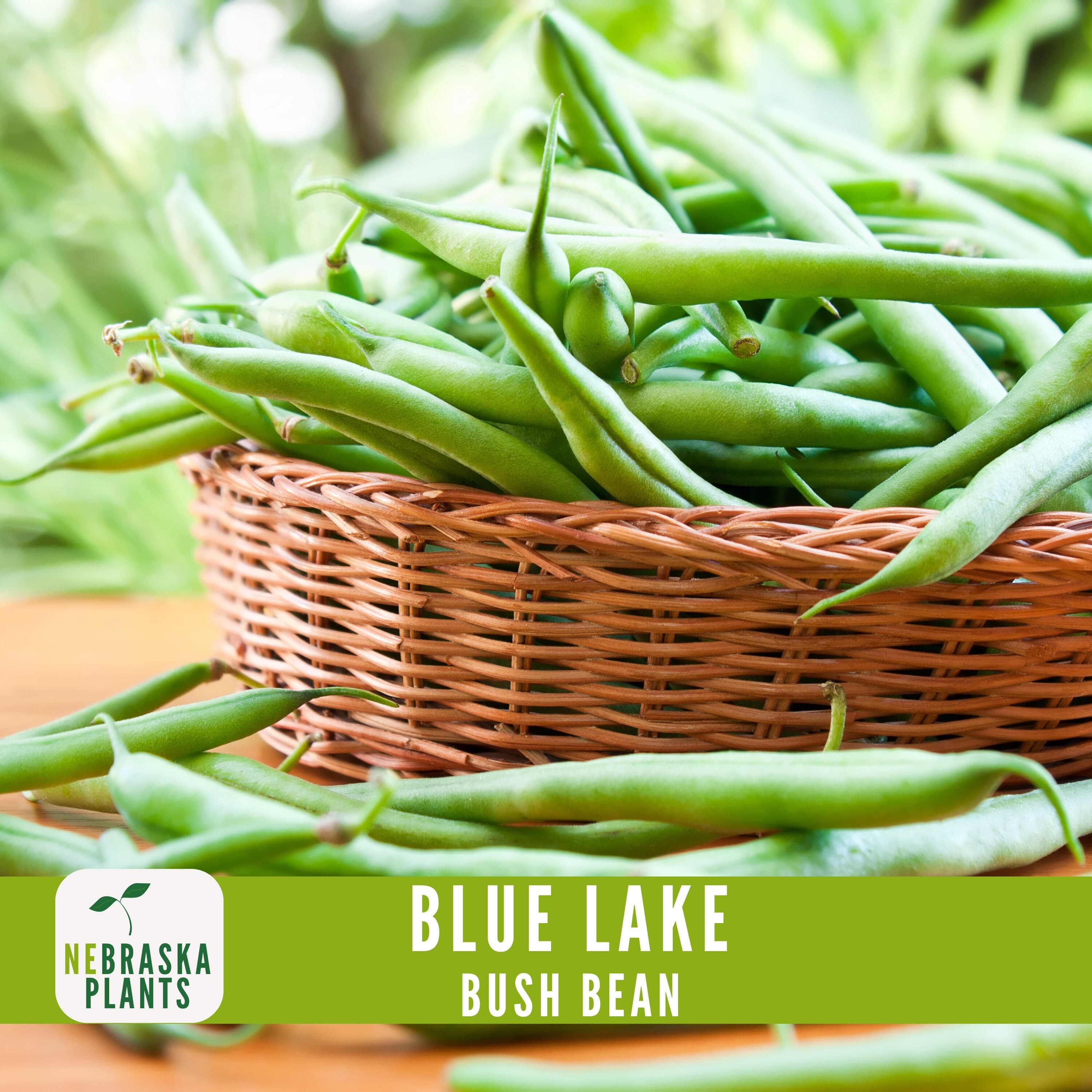 Blue Lake Bush Beans - Heirloom Classic Beans for Home Gardeners! - image 3