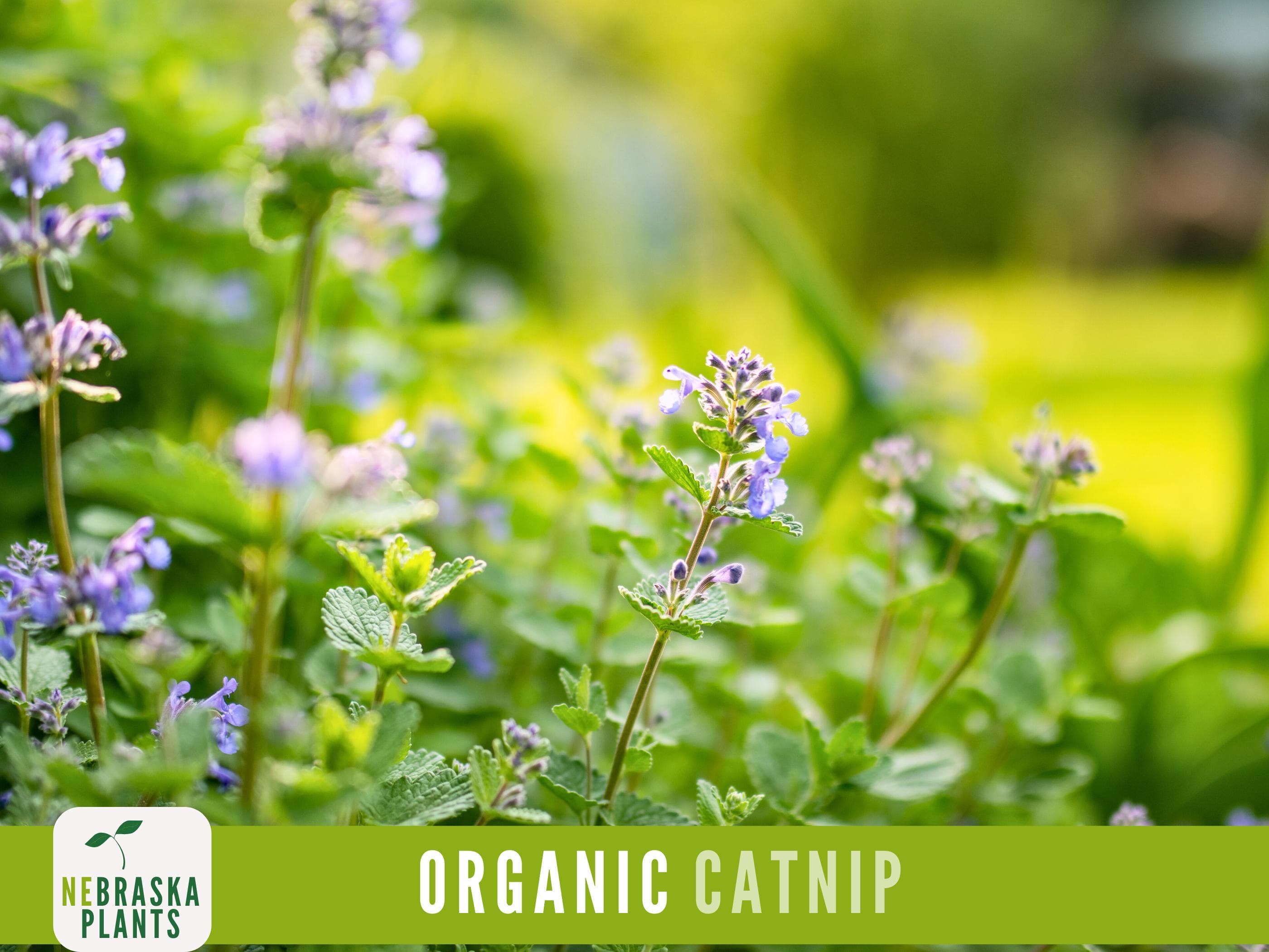 Organic Catnip Seeds – Heirloom, Non-GMO and Perfect for Cats!