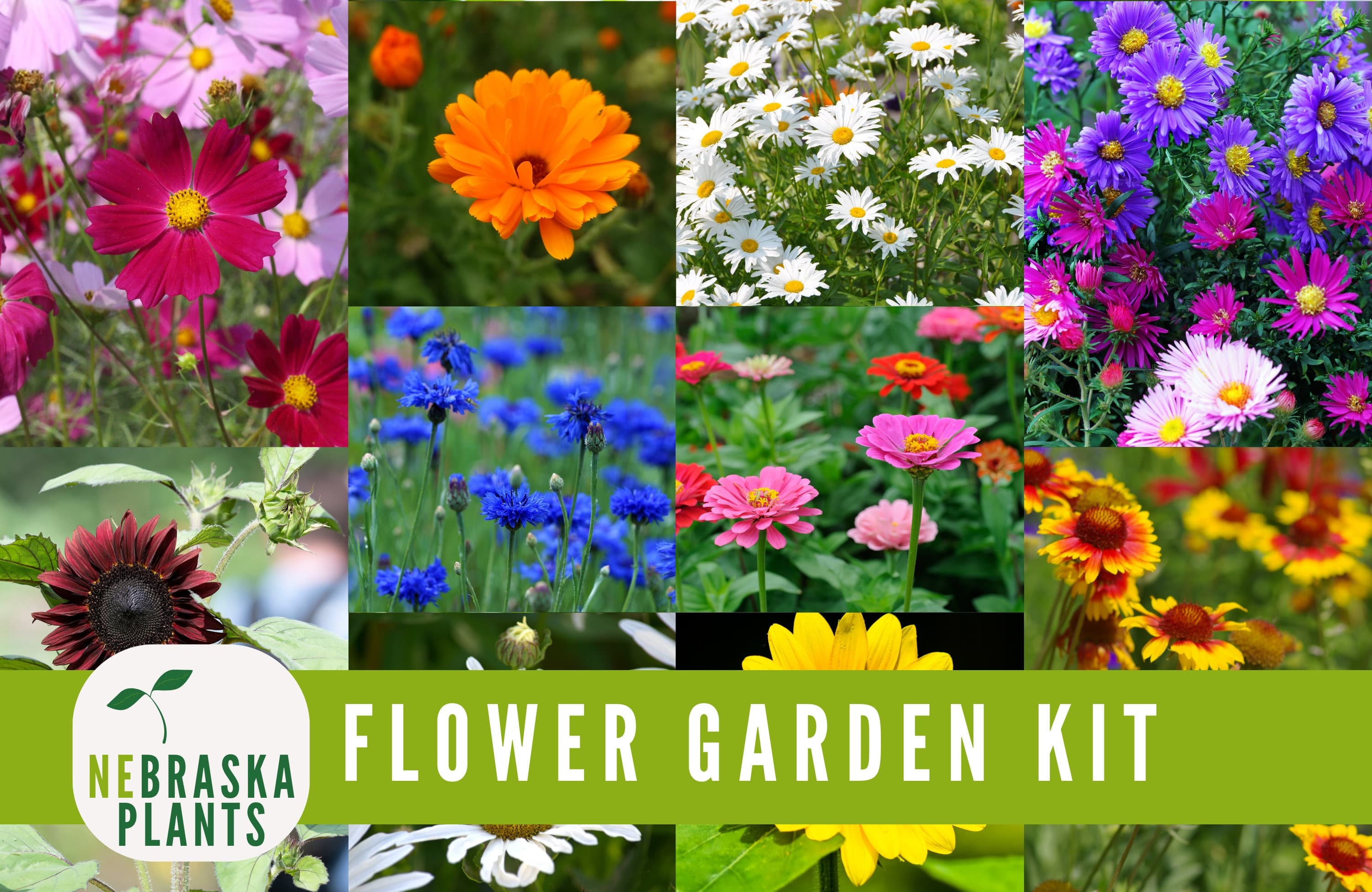 Assorted heirloom flower seeds in a collection of 12 varieties for vibrant, eco-friendly gardens