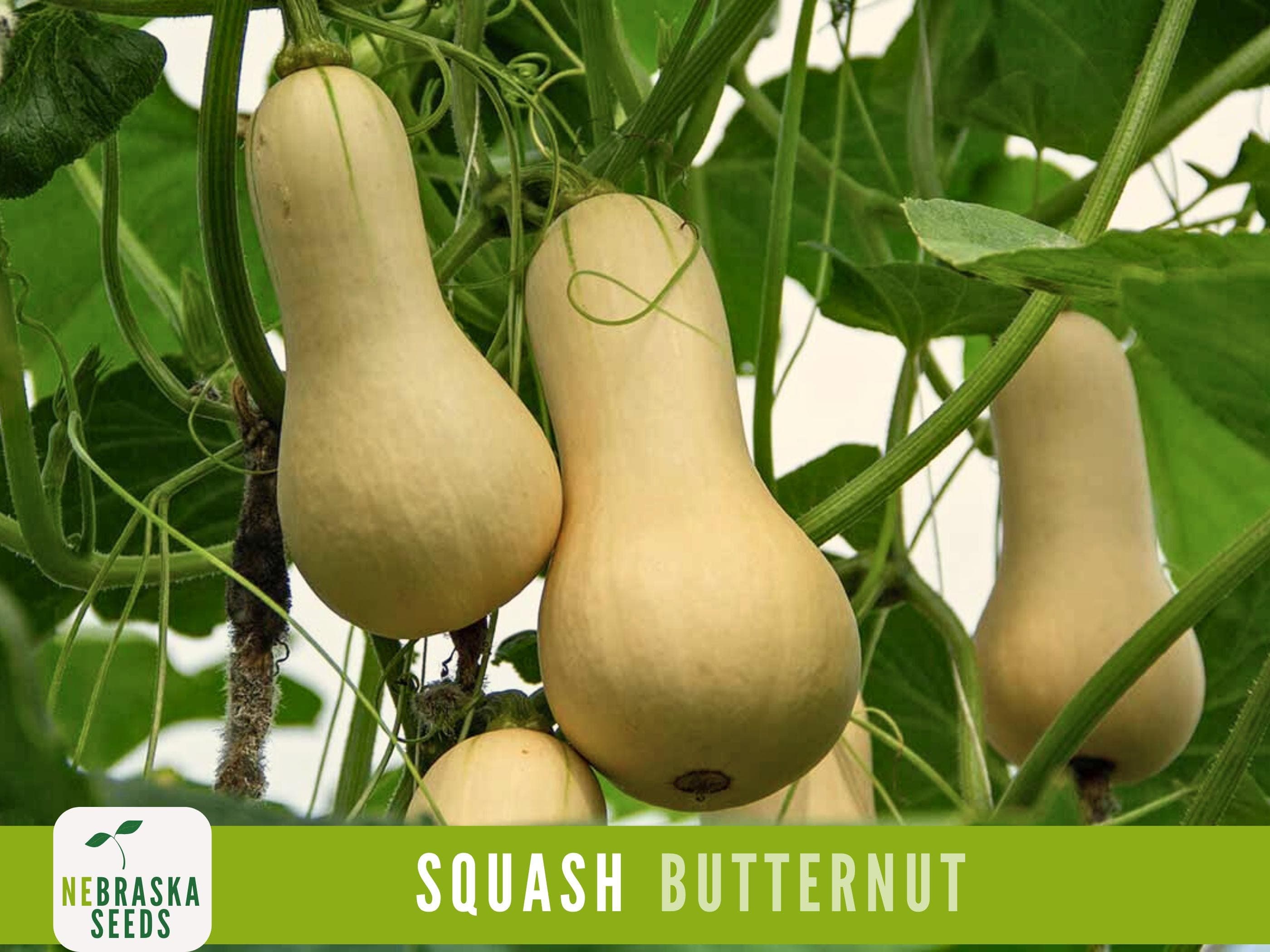 Winter Squash Seeds - Waltham Butternut Heirloom Squash Seeds - image 5