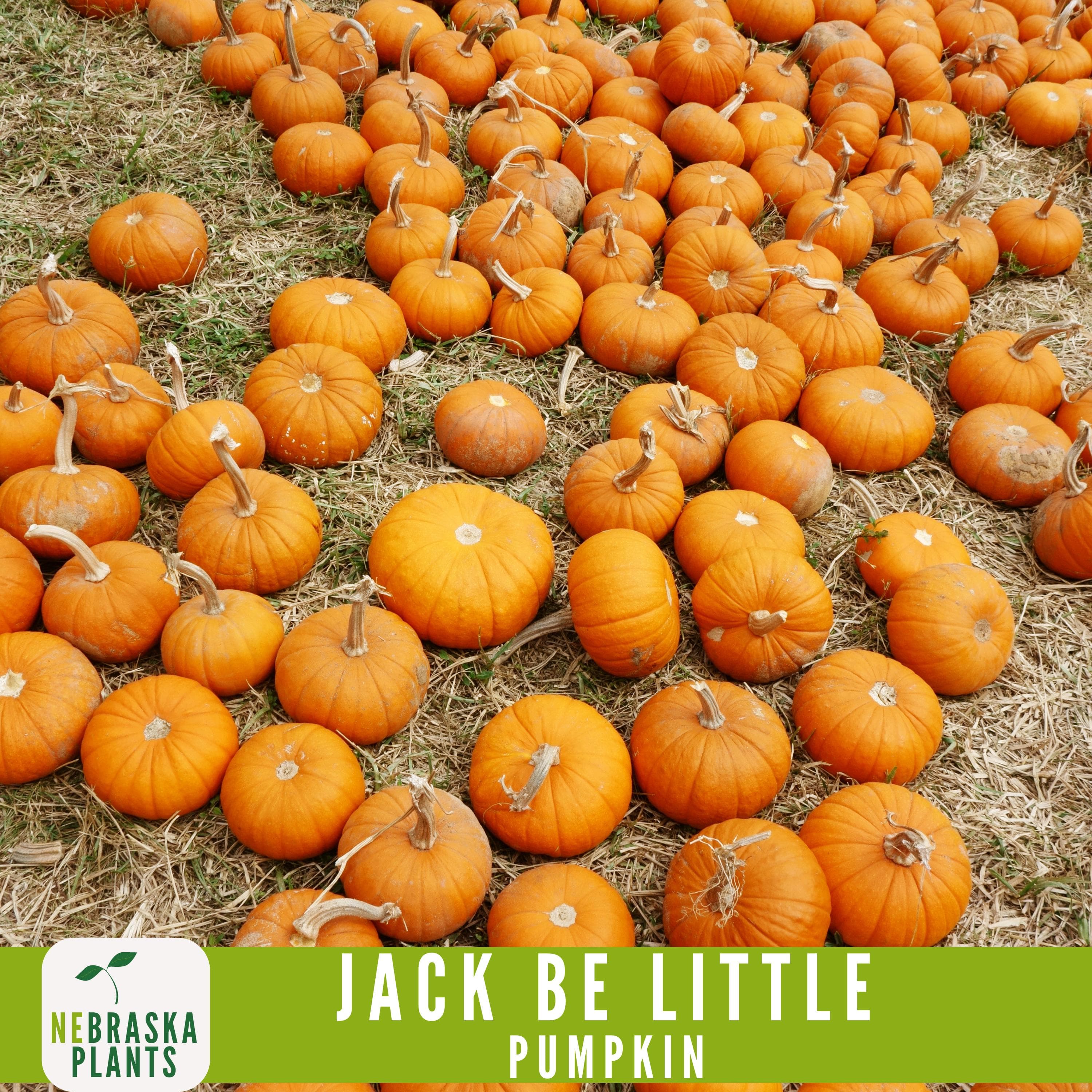Jack Be Little Pumpkin Seeds - Grow your own Adorable Miniature Pumpkins! - image 4