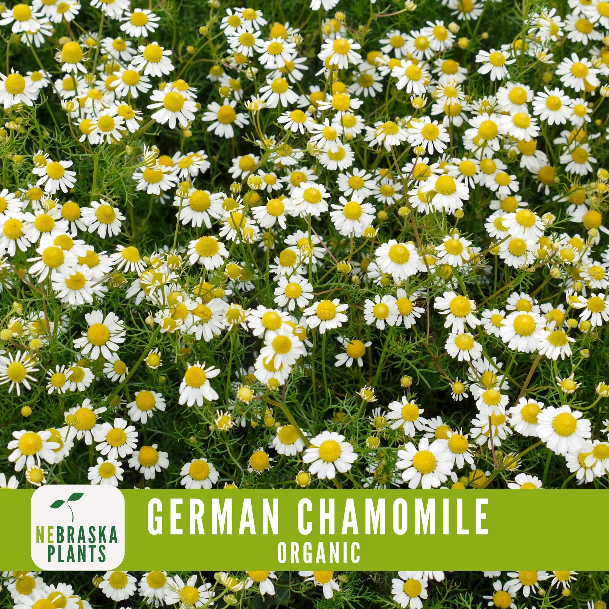 Organic German Chamomile Seeds - Heirloom, Non-GMO Organic Chamomile Seeds - image 5