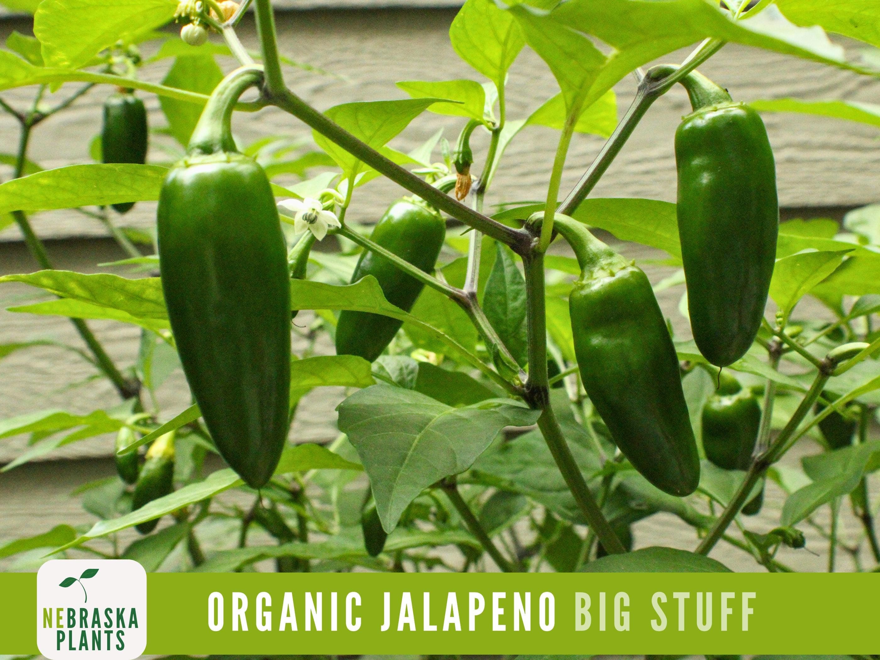Organic Jalapeño Pepper - Heirloom Jalapeño Garden Seeds - image 5
