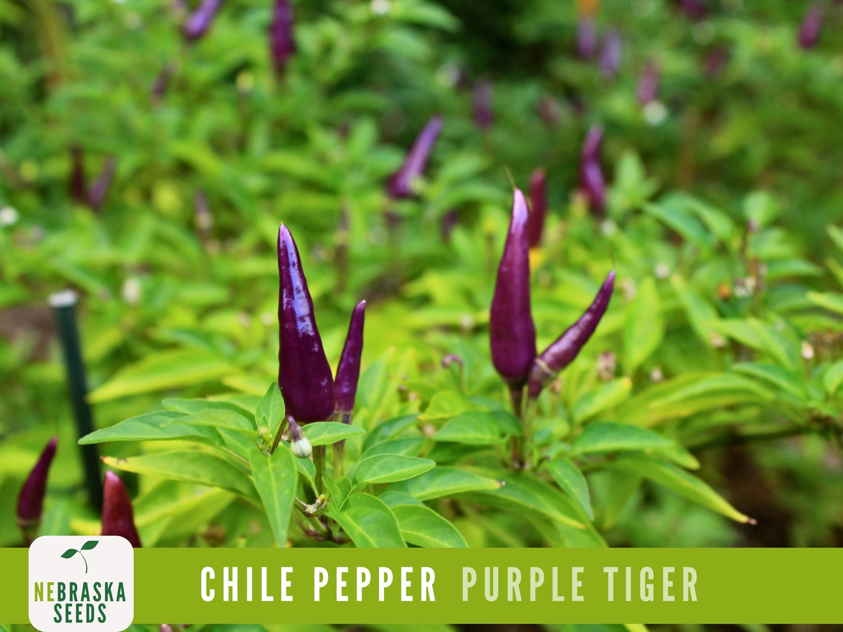 Purple Tiger Chili Pepper Seeds - Rare Heirloom Chile Variety - Great for Gardens or Containers!