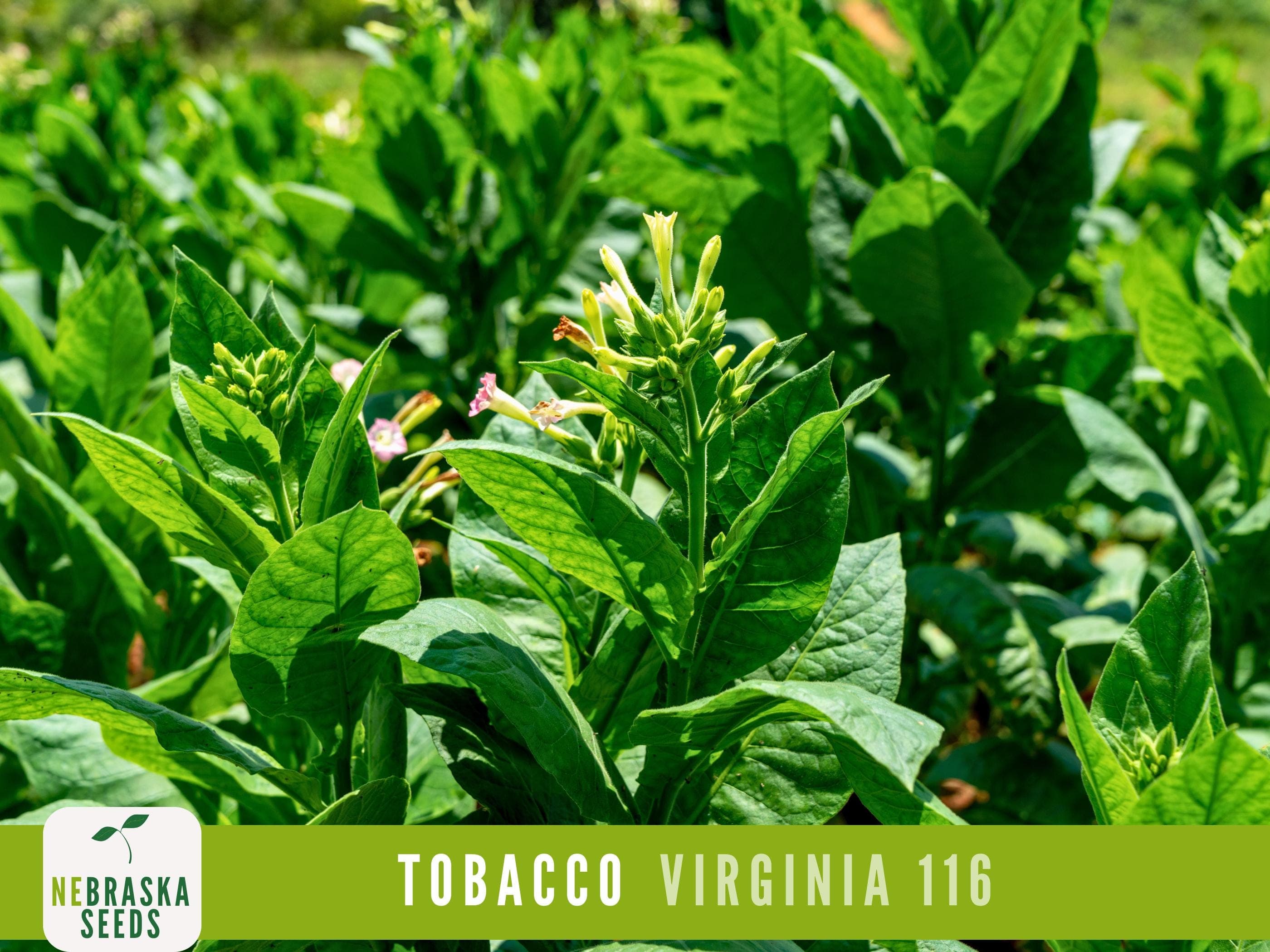 Virginia 116 Tobacco Seeds | Heirloom & Non-GMO | Perfect for Tobacco Cultivation