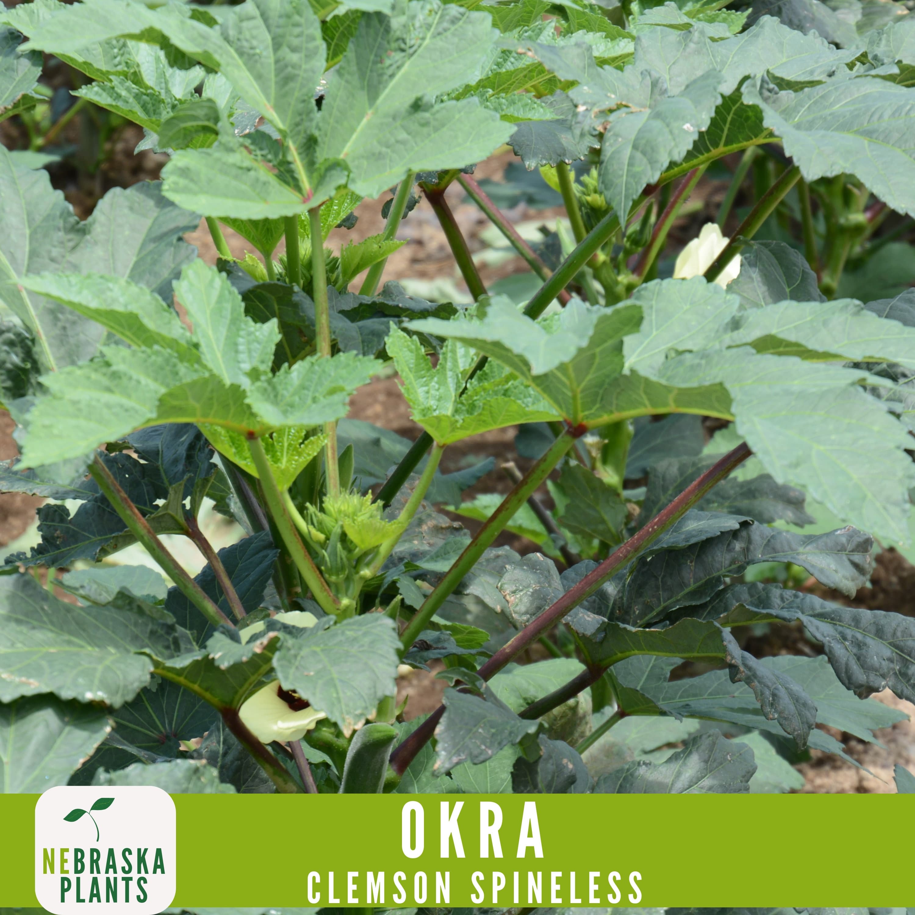 Clemson Spineless Okra Seeds - Grow an Heirloom Southern Delight in Your Home Garden! - image 4