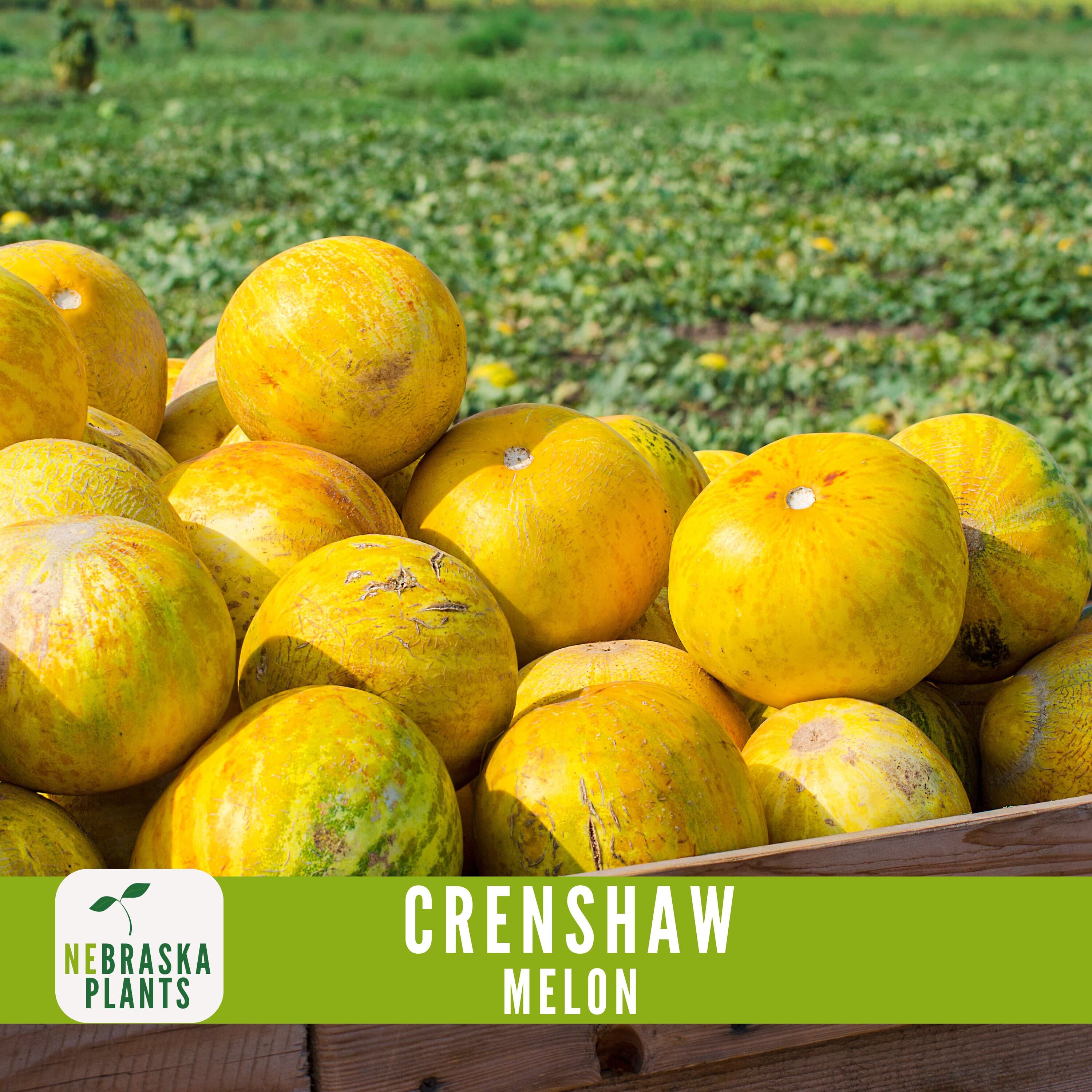 Crenshaw Melon Seeds - Delicious and Unique Heirloom Melons for your Garden! - image 5