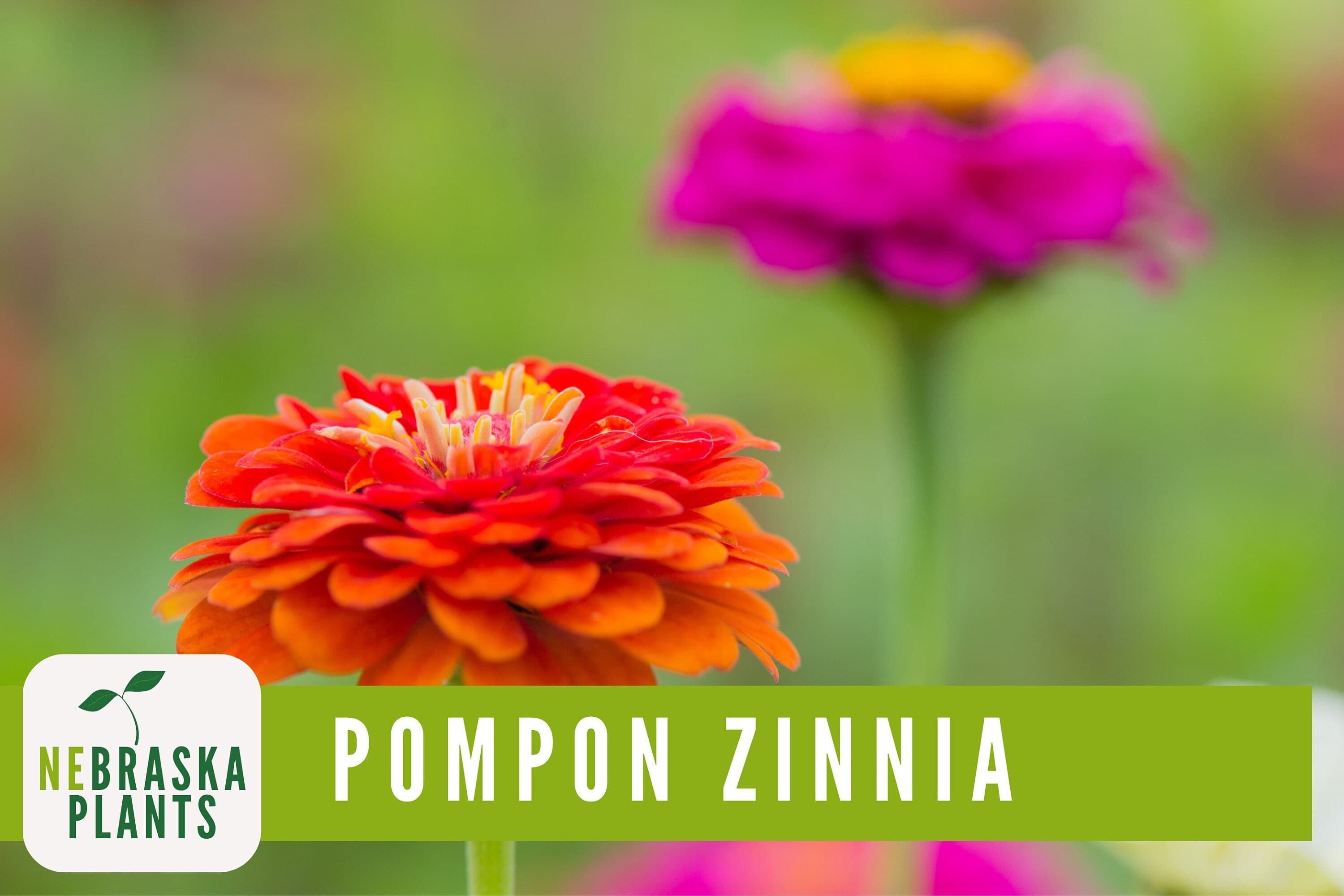 Non-GMO Pompon Zinnia seeds for growing low-maintenance, globe-shaped blooms