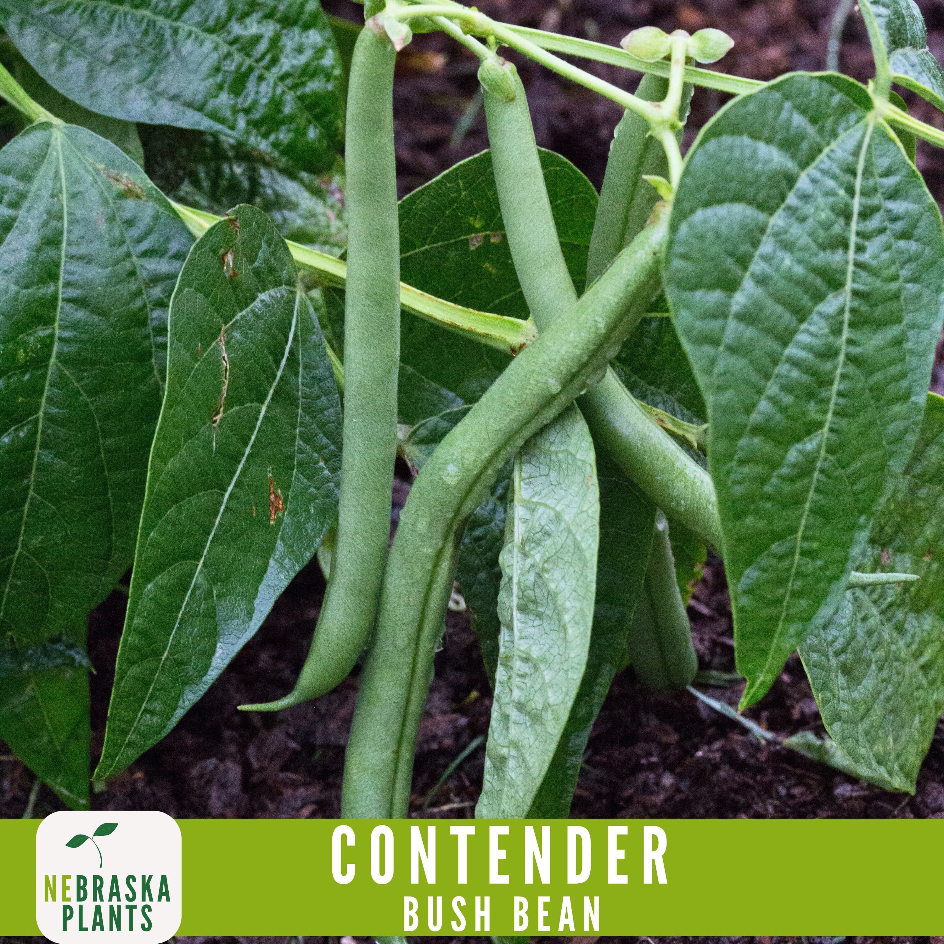 Contender Bush Bean Seeds - 50+ Heirloom Seeds to Grow Your Own Flavorful Beans! - image 3