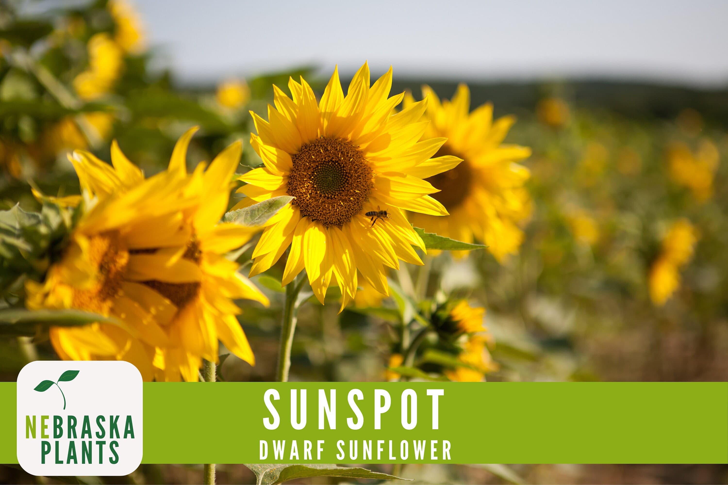 Sunflower Seeds - Sunspot Dwarf Heirloom Sunflower Garden Seeds - image 5