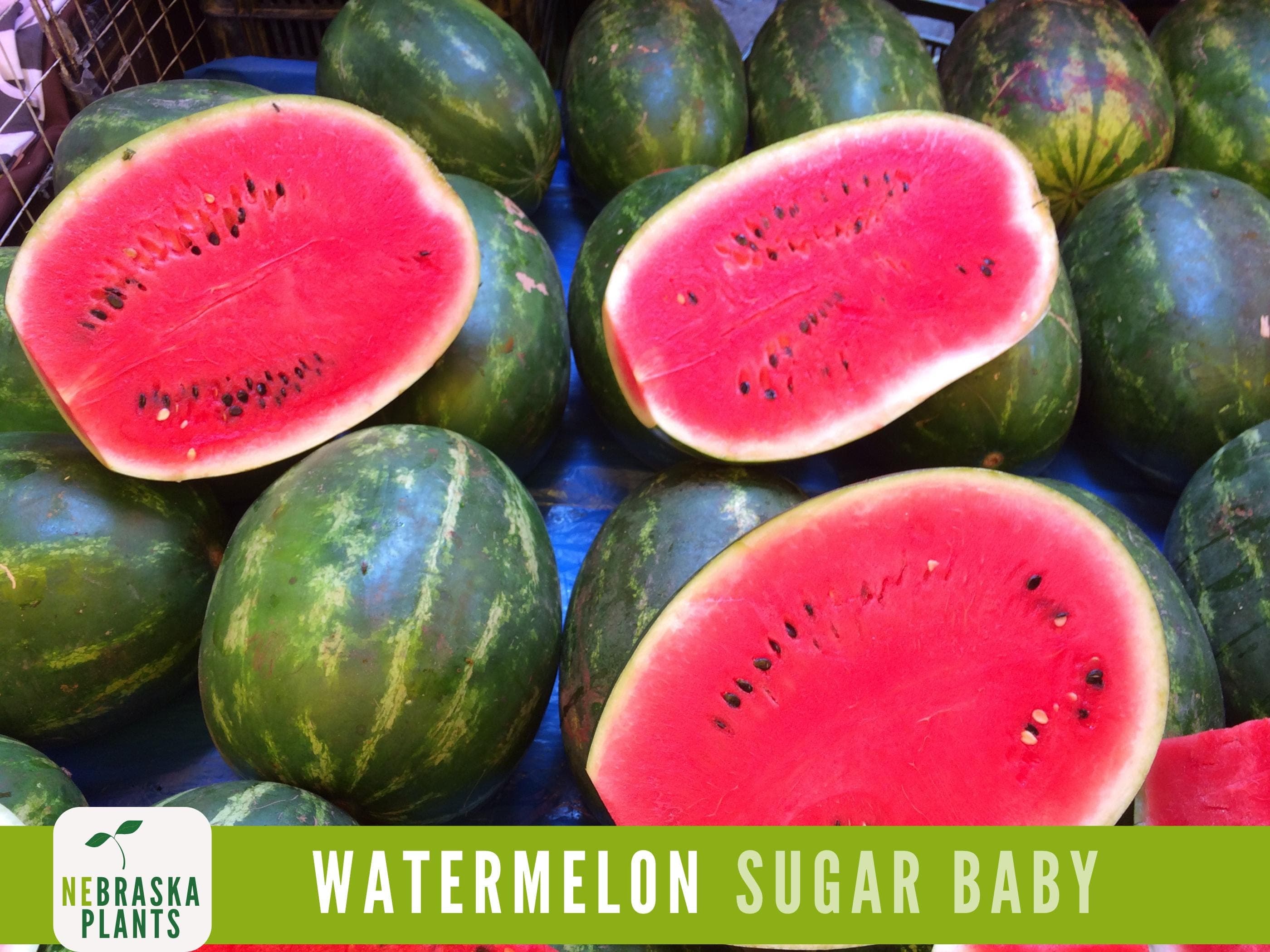 Sugar Baby Watermelon Seeds - Heirloom Watermelon Seeds - image 5
