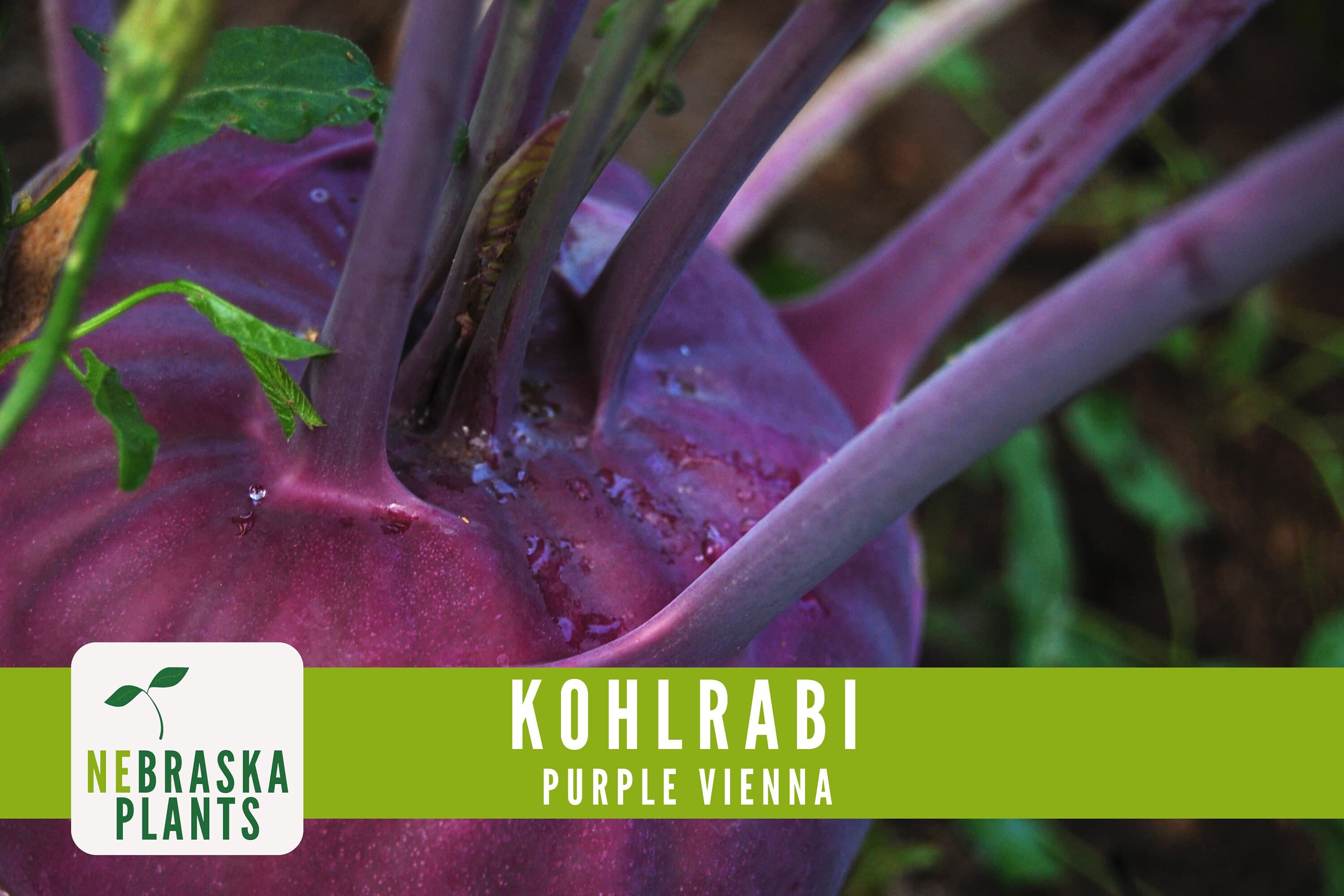 Organic Kohlrabi Seeds - Purple Vienna Kohlrabi Heirloom Organic Seeds - image 5