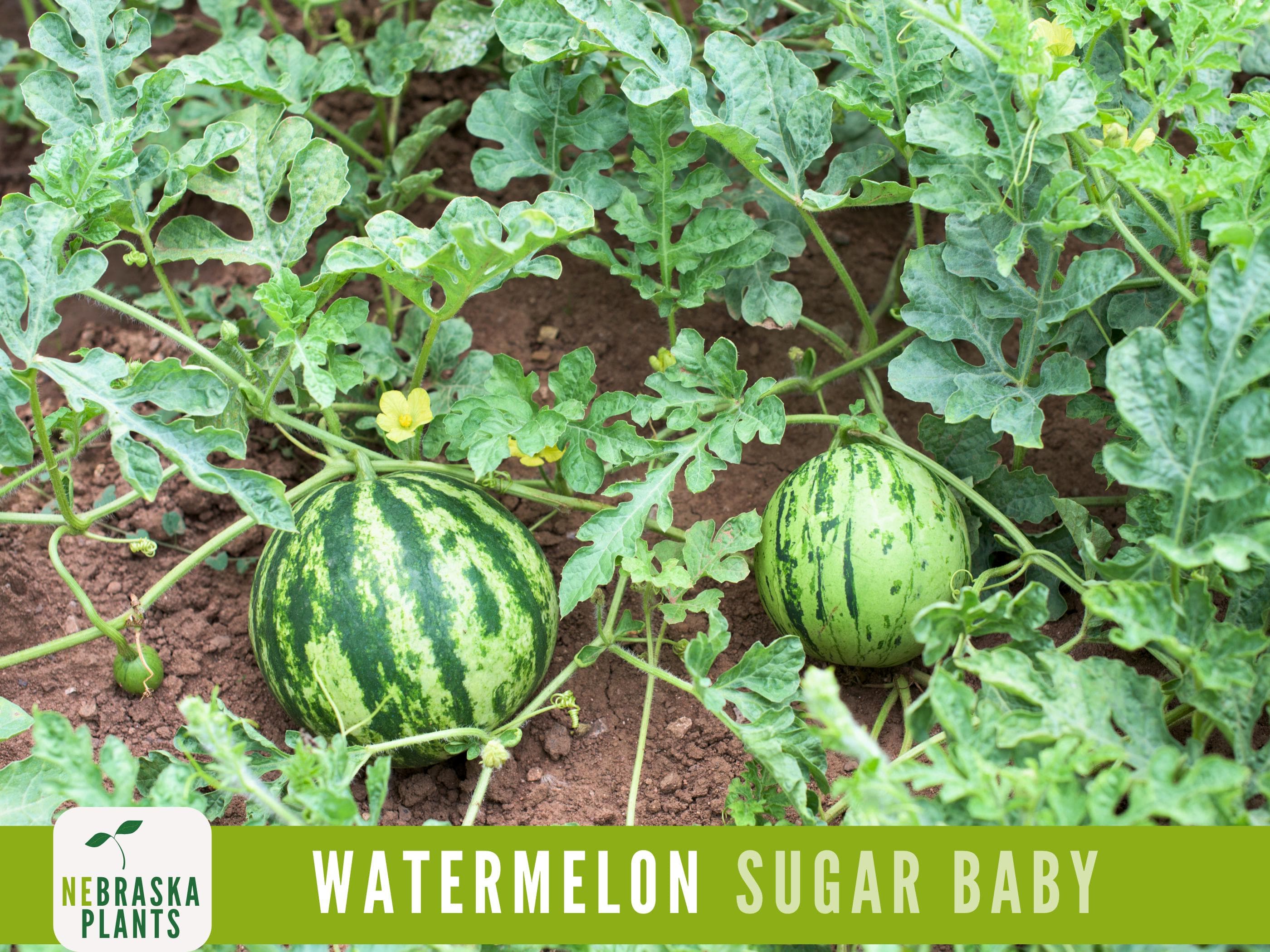 Sugar Baby Watermelon Seeds - Heirloom Watermelon Seeds - image 4
