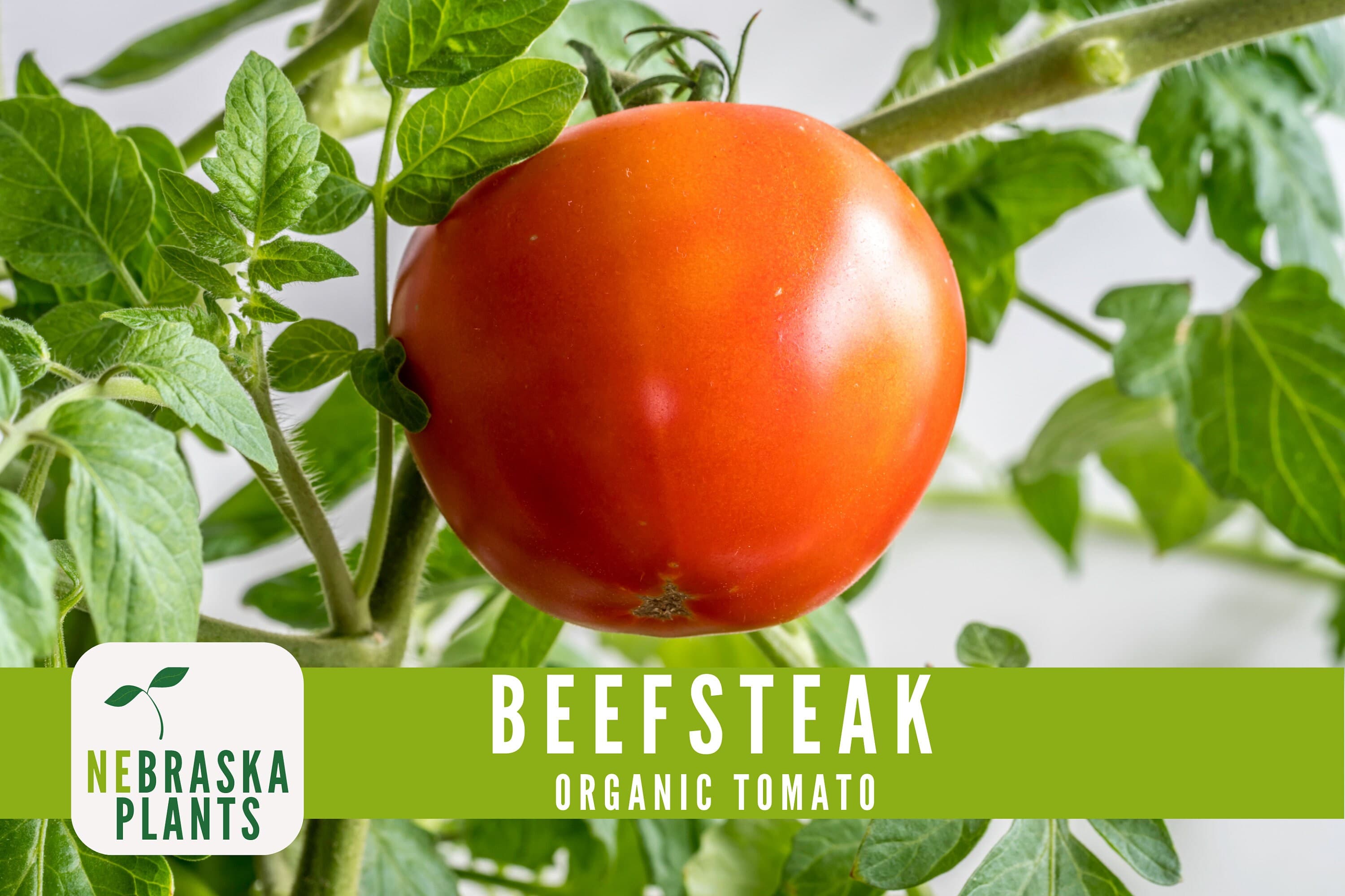 Organic Beefsteak Tomato Seeds - Juicy Heirloom Giants for Home Gardens! - image 5