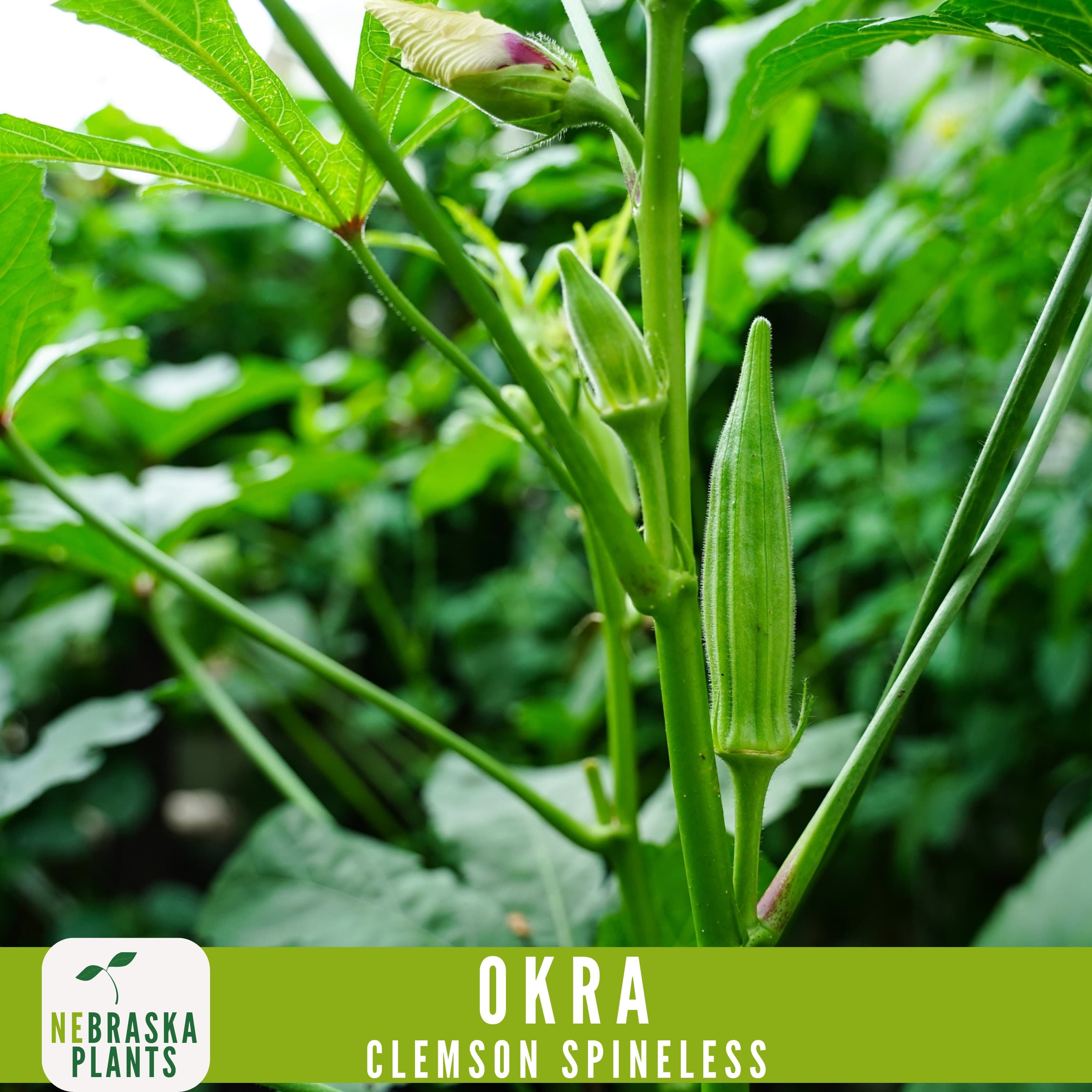 Clemson Spineless Okra Seeds - Grow an Heirloom Southern Delight in Your Home Garden! - image 3