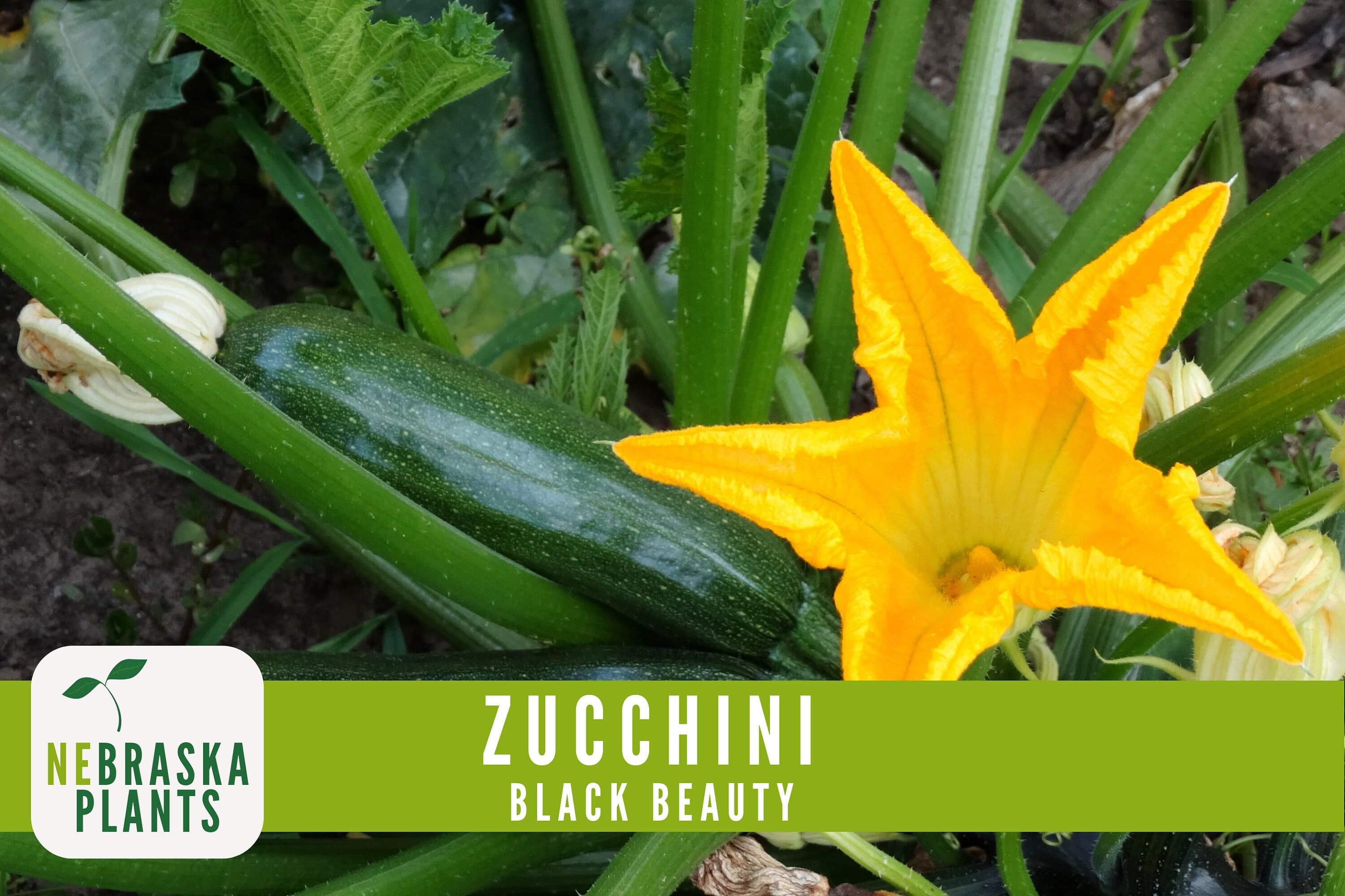 Zucchini Seeds - Black Beauty Heirloom Zucchini Squash Seeds - image 5