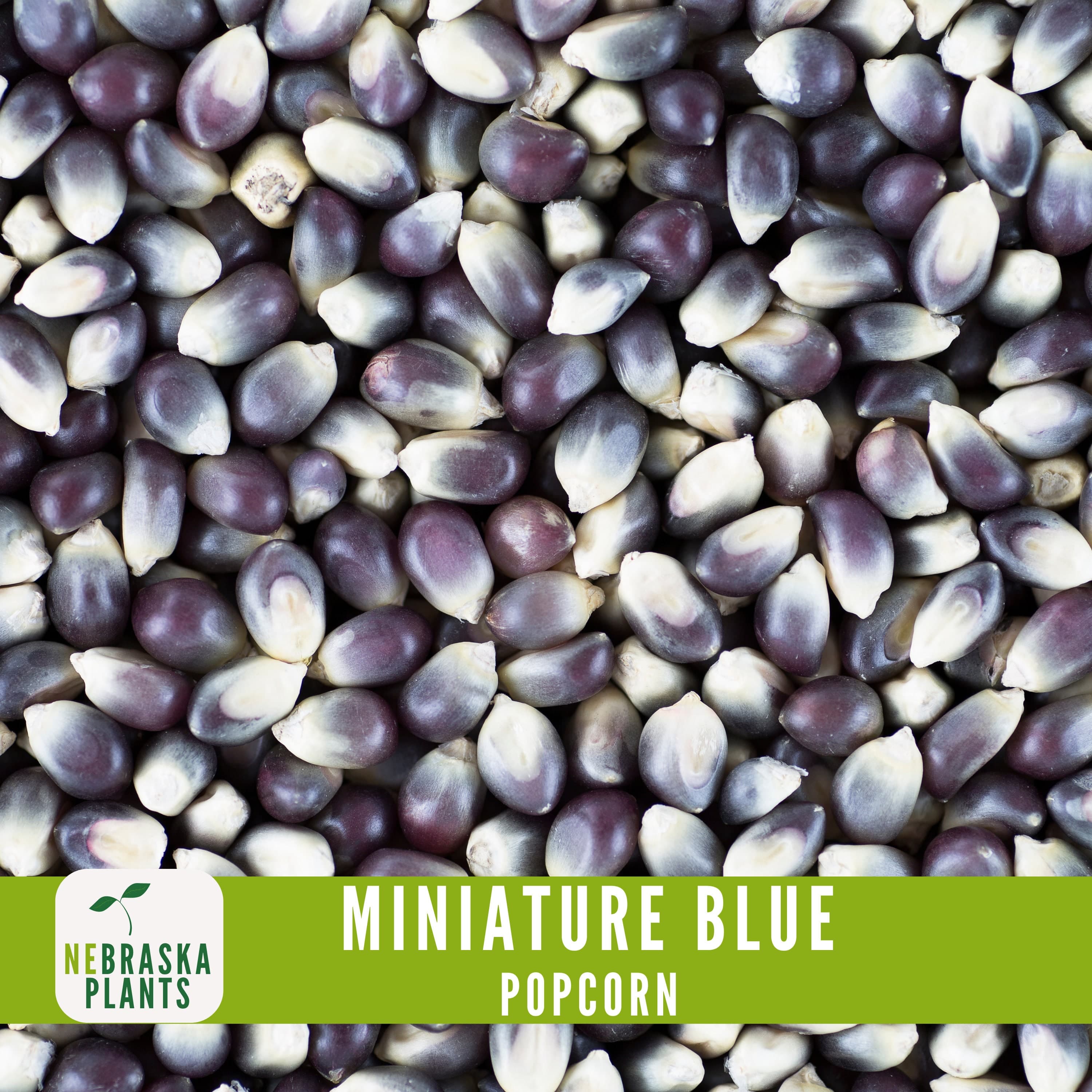 Rare Miniature Blue Popcorn Seeds - Grow Unique Heirloom Popcorn Seeds in your own Backyard! - image 5