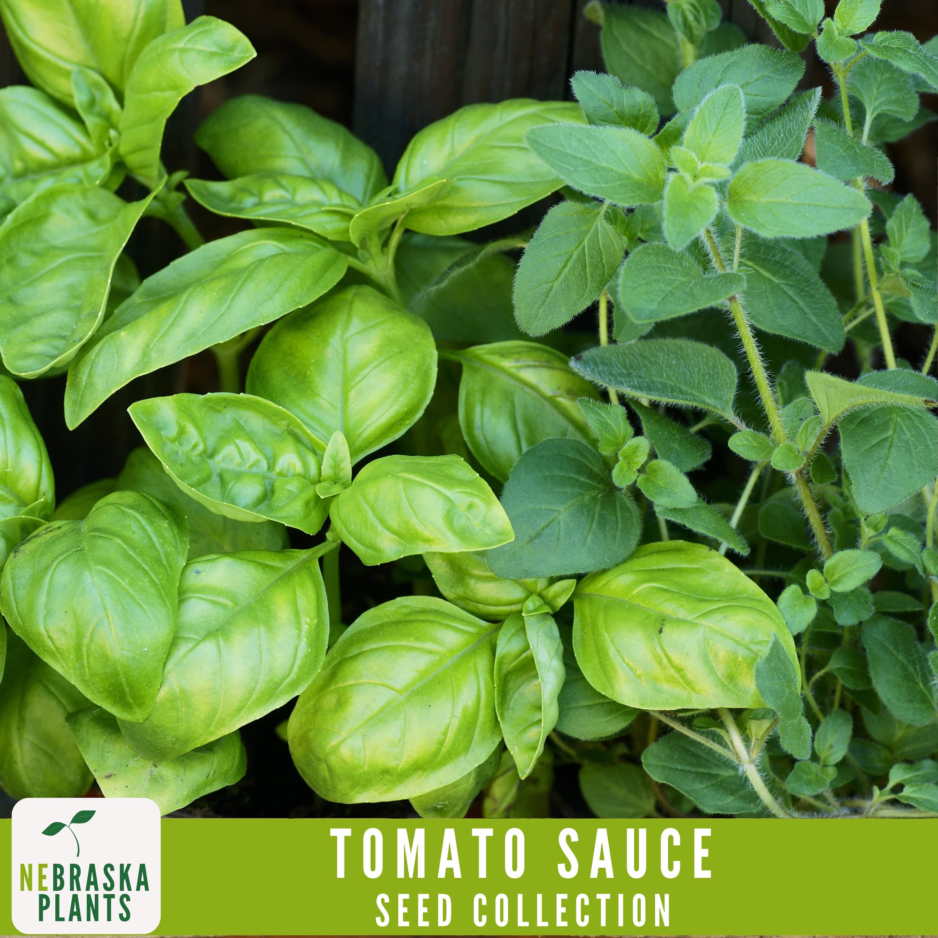Pizza and Pasta Tomato Sauce Mix - Heirloom Seed Collection - Roma Tomato Seeds - Sweet Onion Seeds - Basil Seeds - Oregano Seeds - image 5