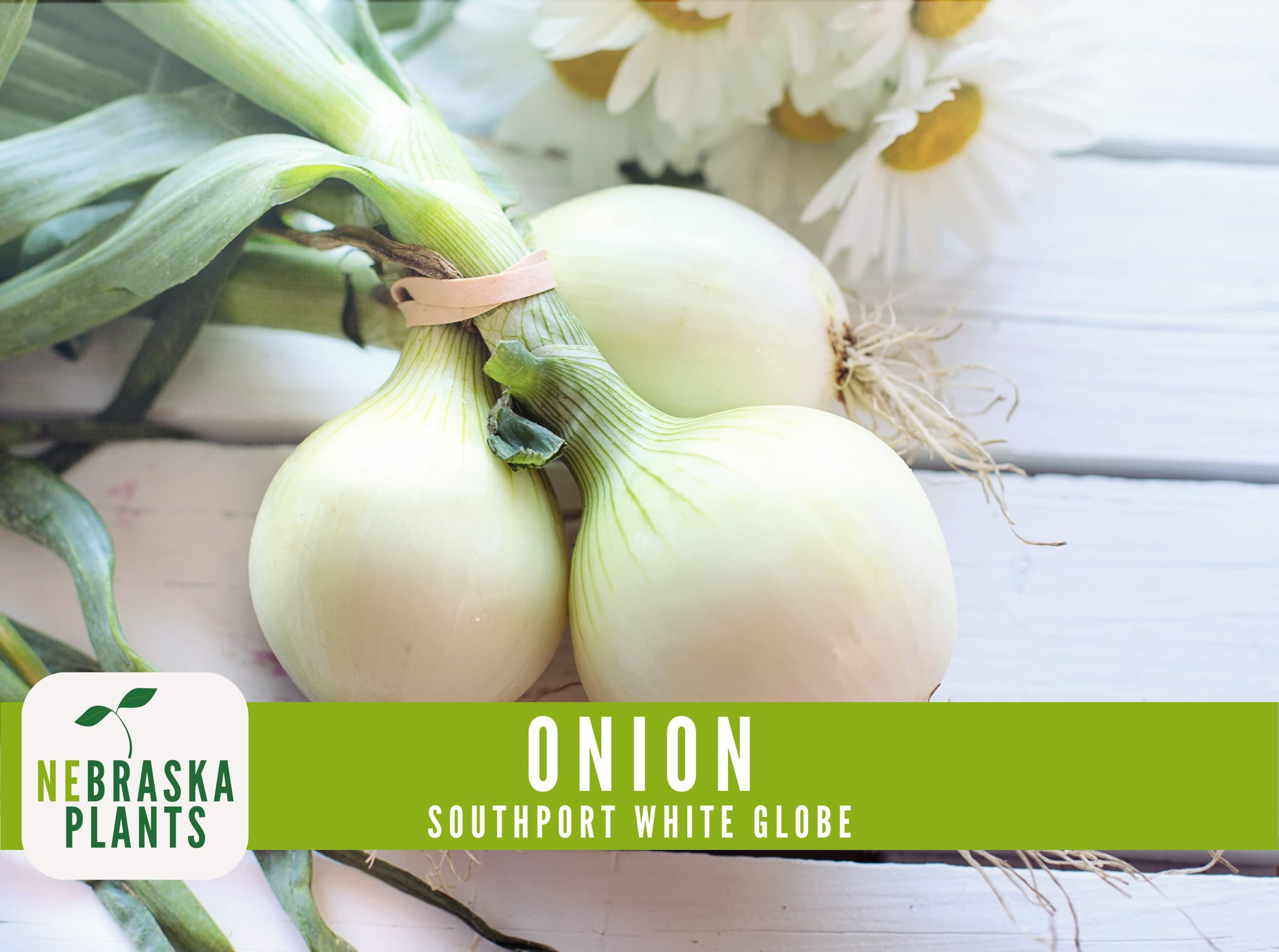 Premium Southport White Globe Heirloom Onion Seeds - Crisp, Flavorful, and Easy to Grow for Your Home Garden - image 3