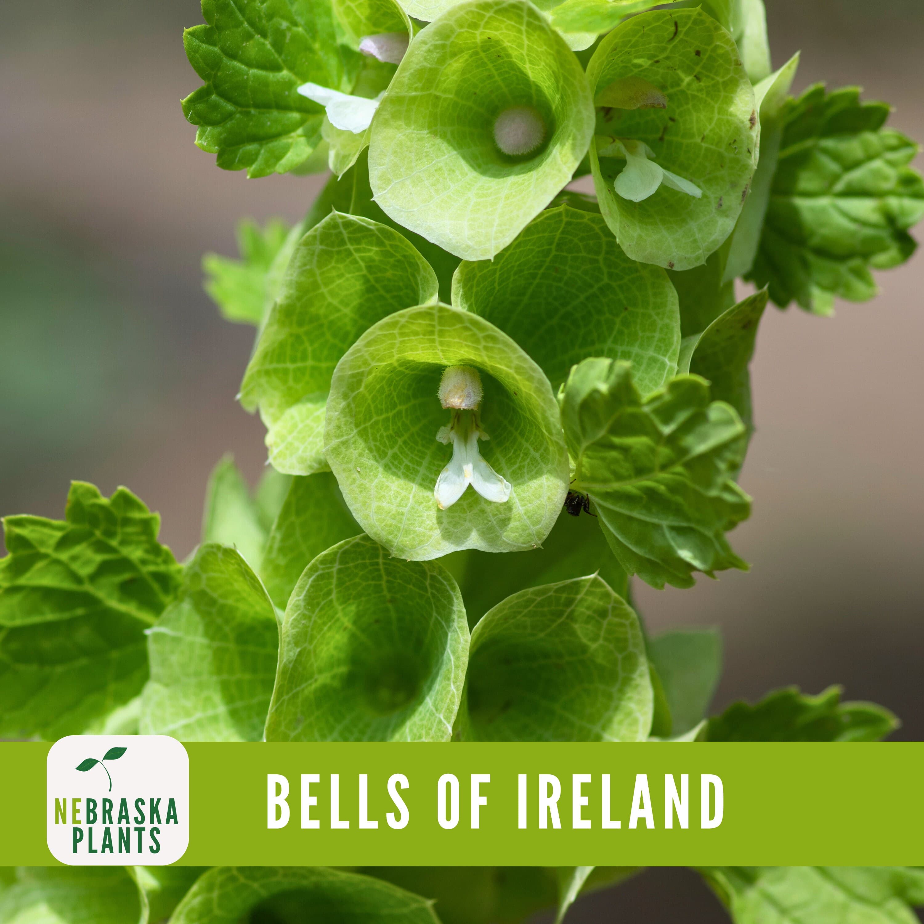 Bells of Ireland Seeds - Exquisite and Unique Blooms for Your Garden - image 5