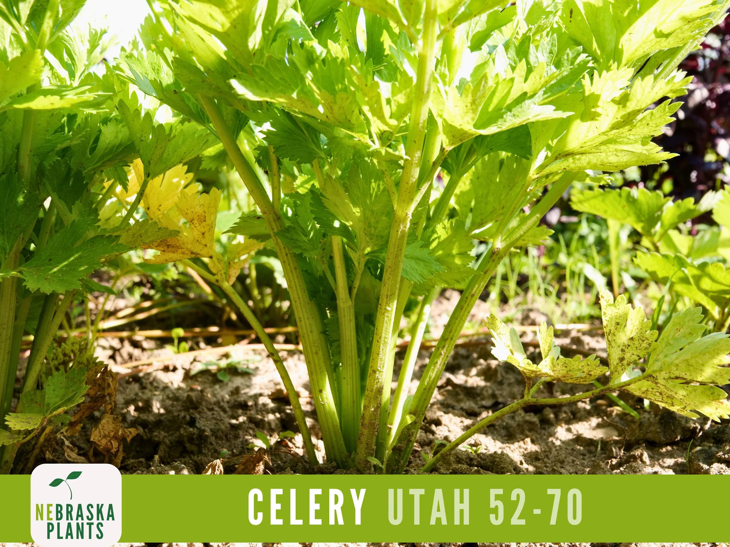 Celery Seeds - Utah 52-70 Celery Seeds - image 5