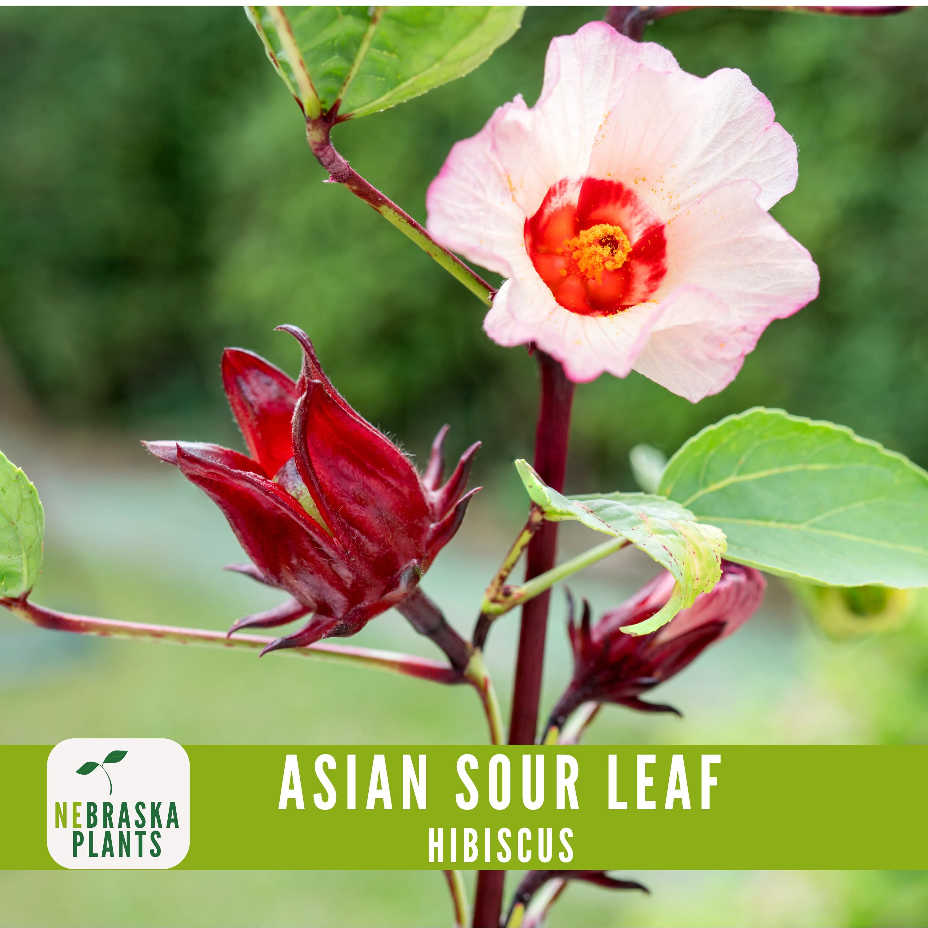 Non-GMO Asian Sour Leaf Hibiscus seeds for unique, sour-flavored foliage