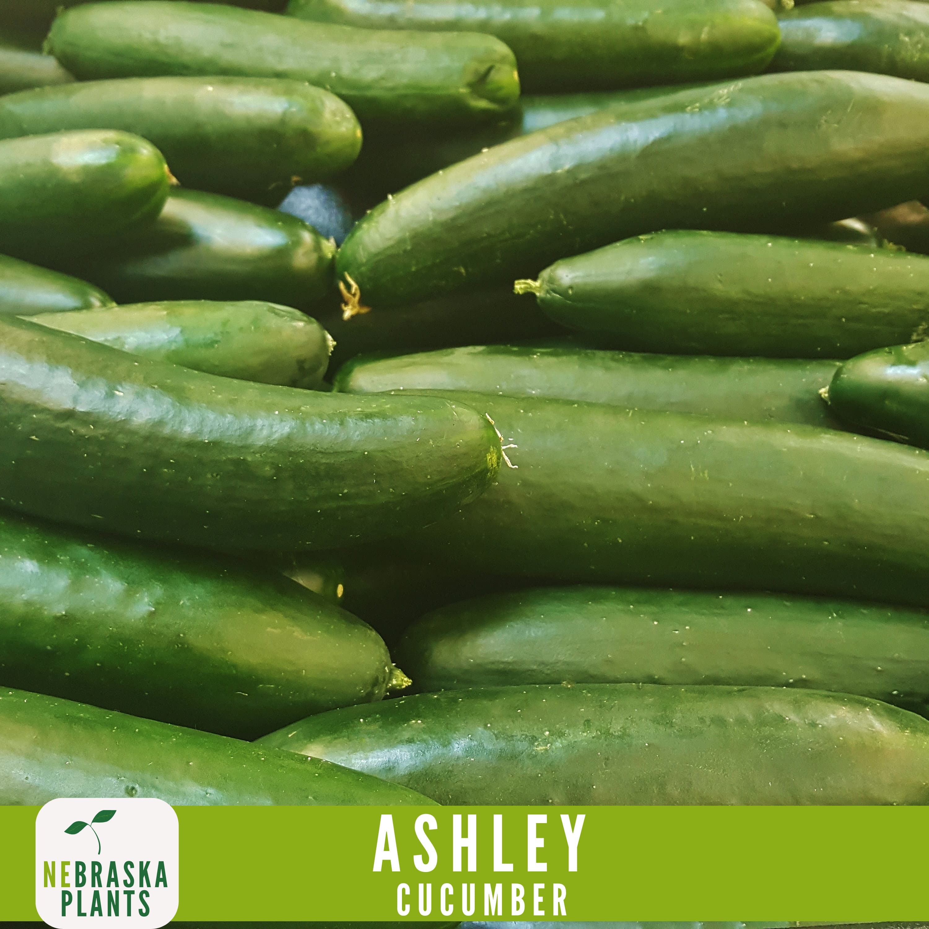 Ashley Cucumber Seeds - Heirloom, Non-GMO - Grow Crisp Fresh Cucumbers at Home! - image 4