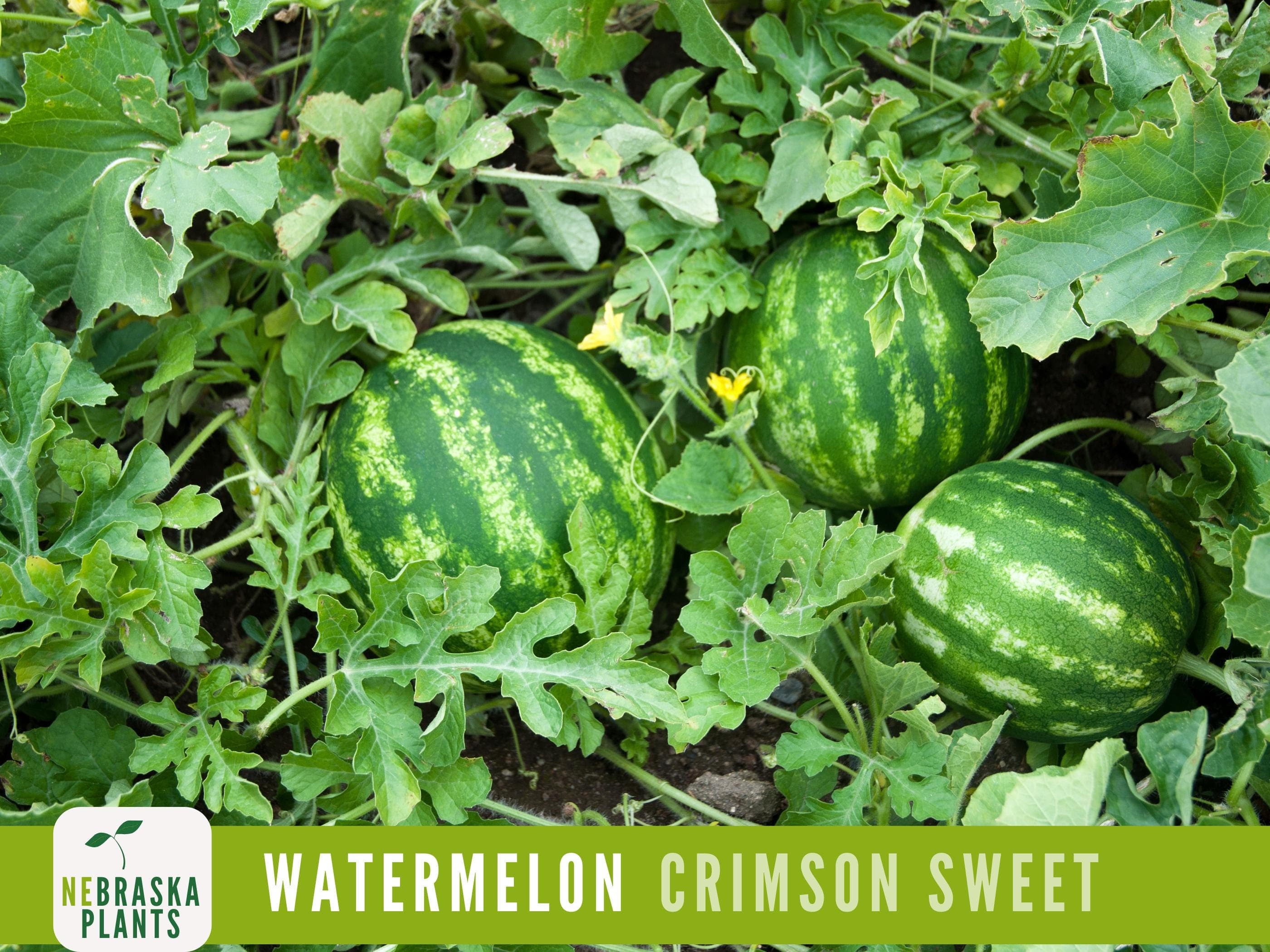 Watermelon Seeds - Crimson Sweet Heirloom Watermelon Seeds - image 3