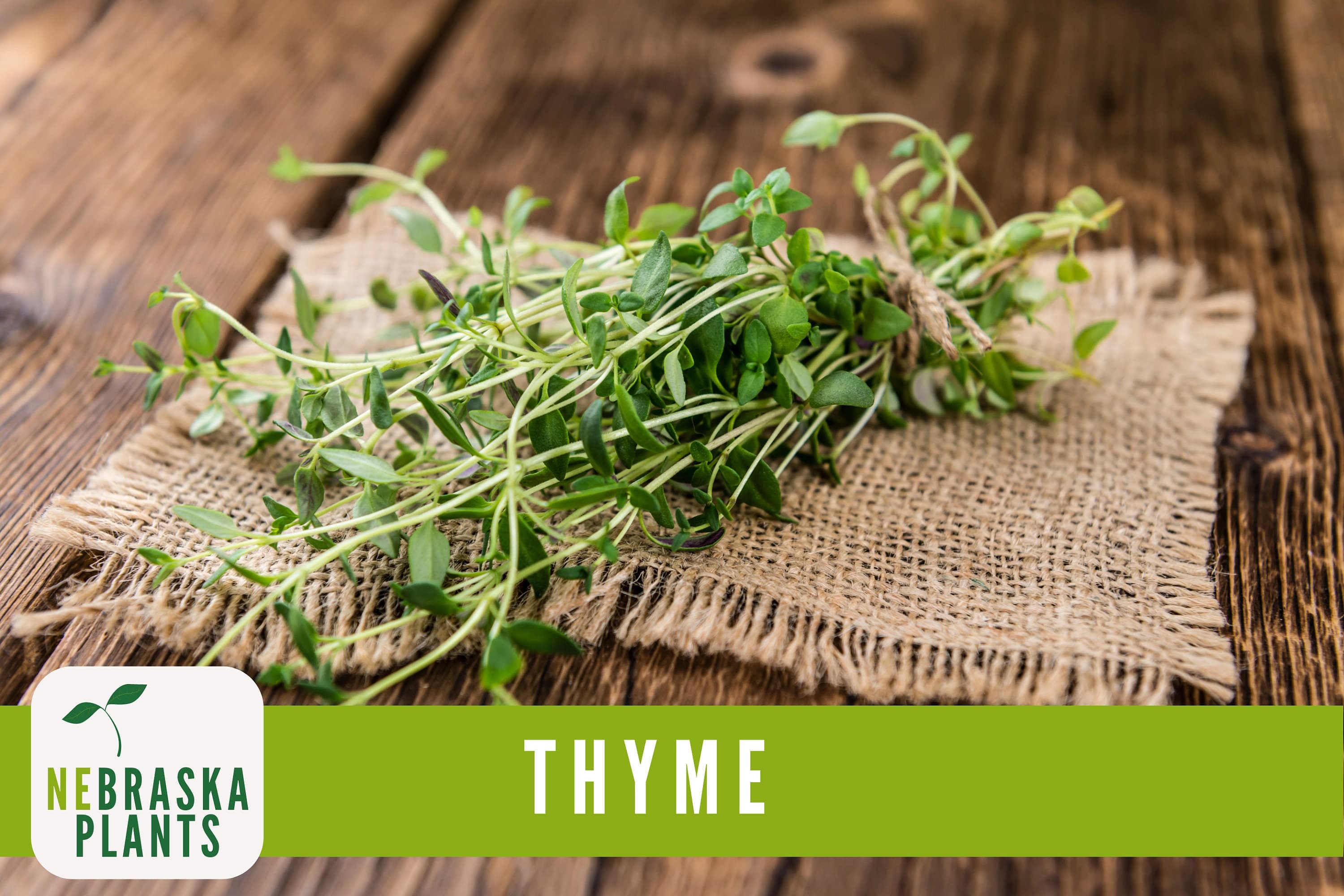 Common Thyme Seeds - Heirloom Thyme Herb Seeds - image 5