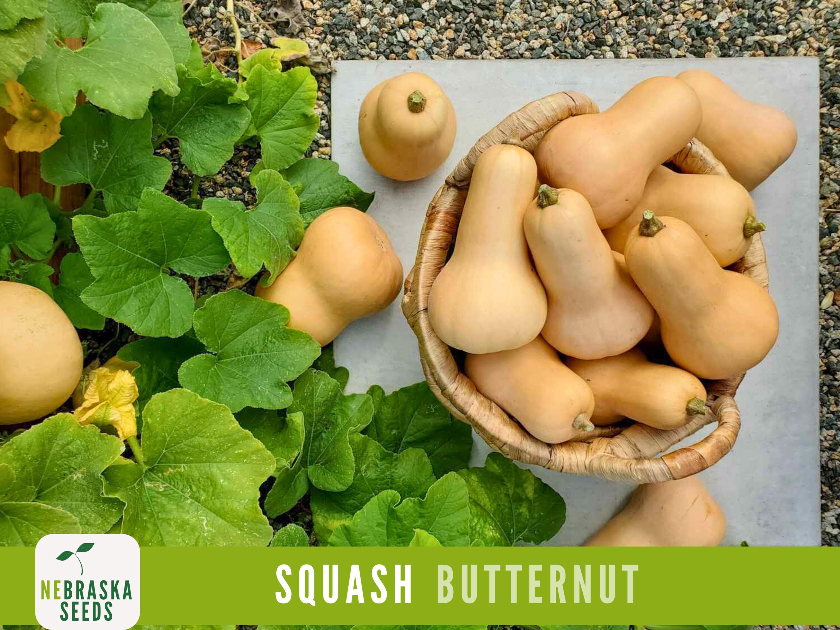 Winter Squash Seeds - Waltham Butternut Heirloom Squash Seeds - image 4