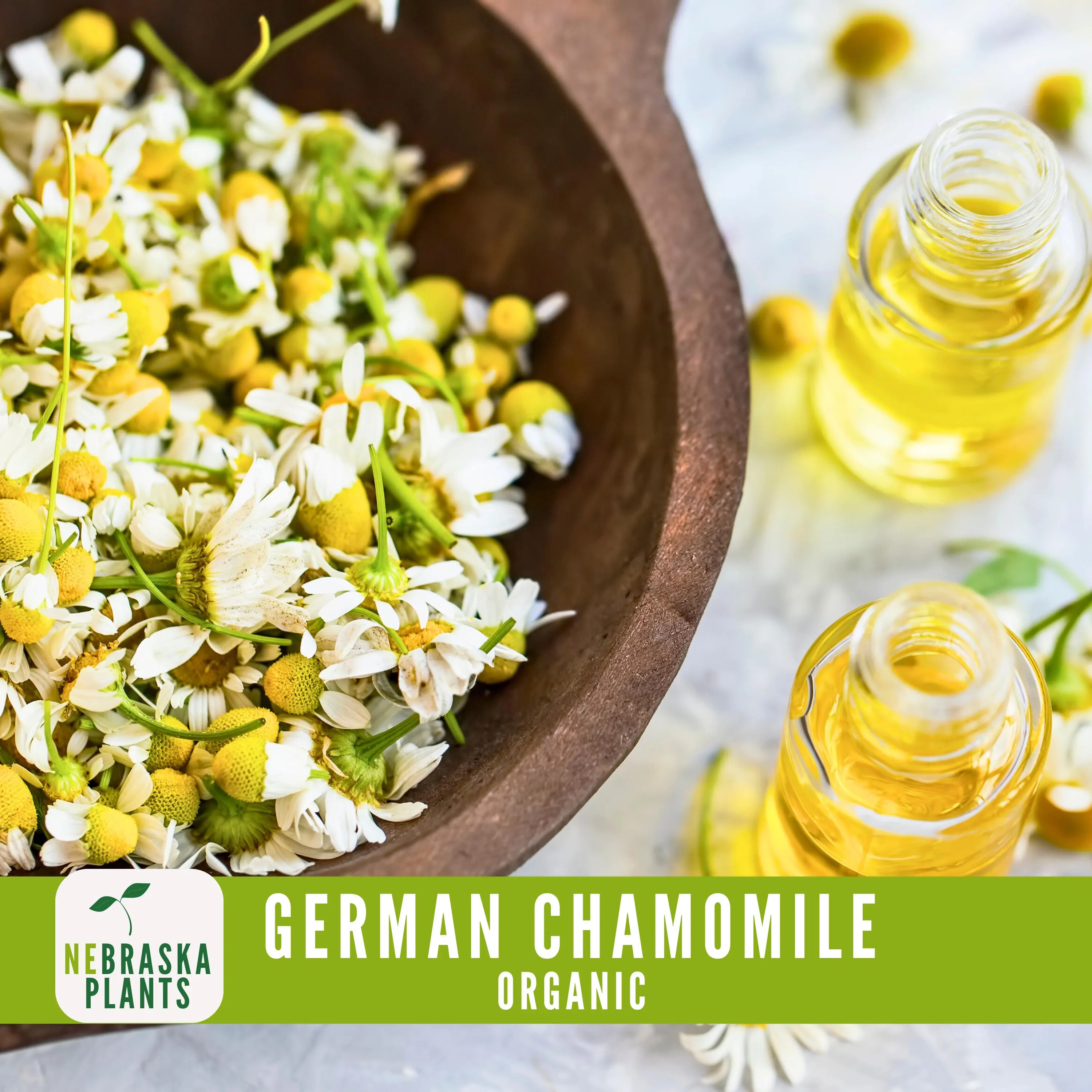 Organic German Chamomile Seeds - Heirloom, Non-GMO Organic Chamomile Seeds - image 5