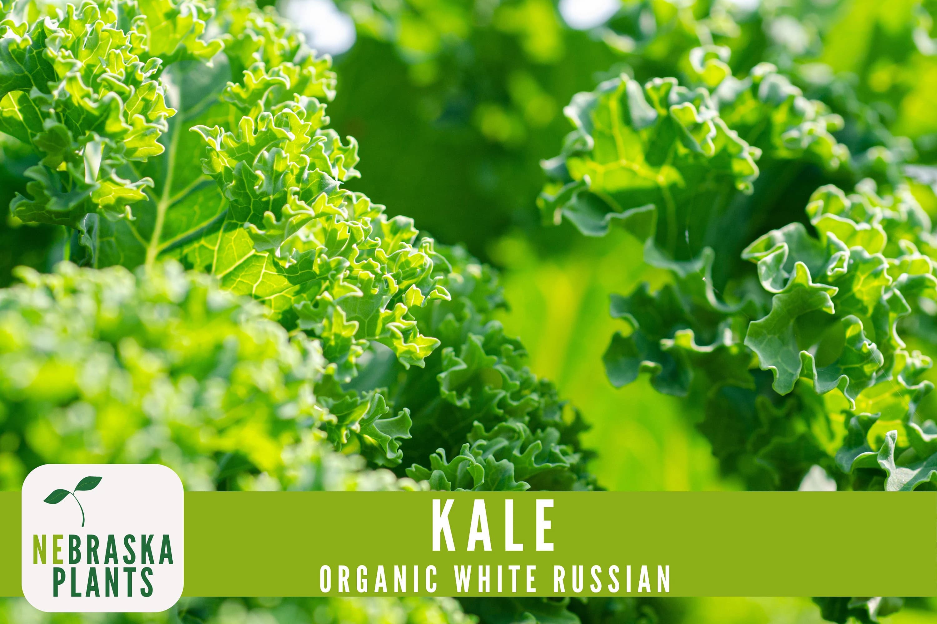 Kale Seeds- Organic White Russian Heirloom Kale Seeds - image 2